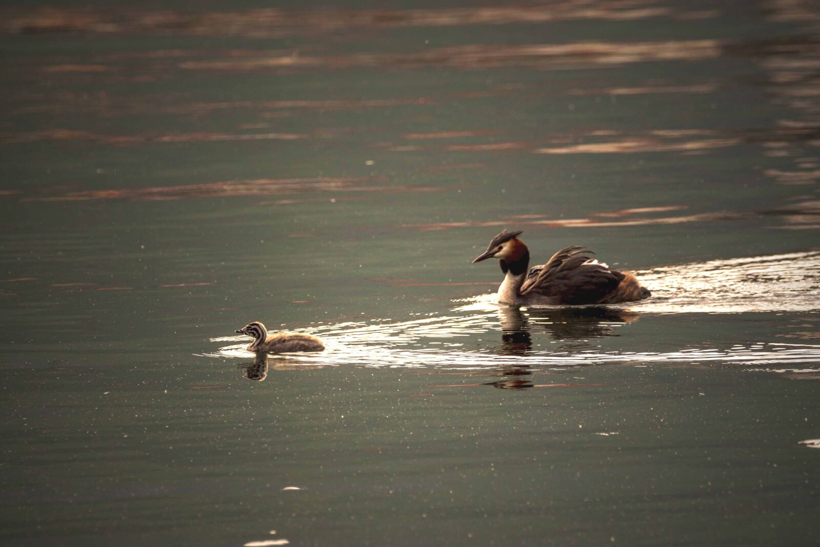 Nikon D7200 sample photo. Bird, lake, water photography