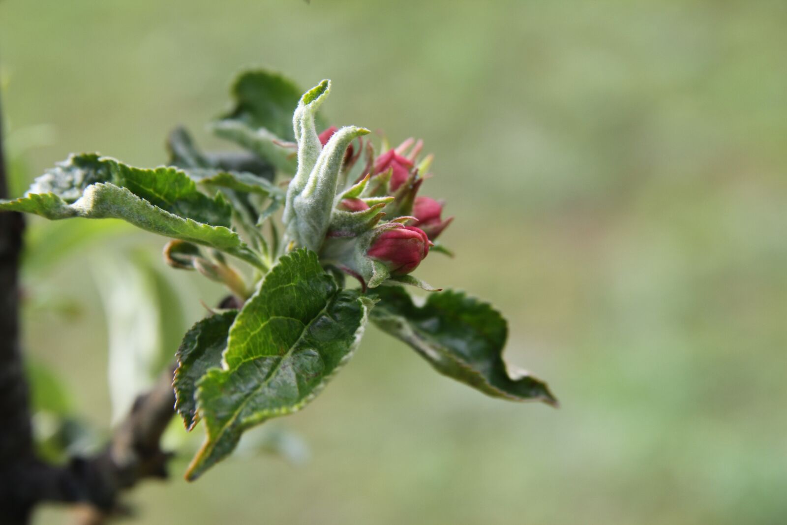 Canon EOS 7D sample photo. Apple tree, blossom, flowers photography