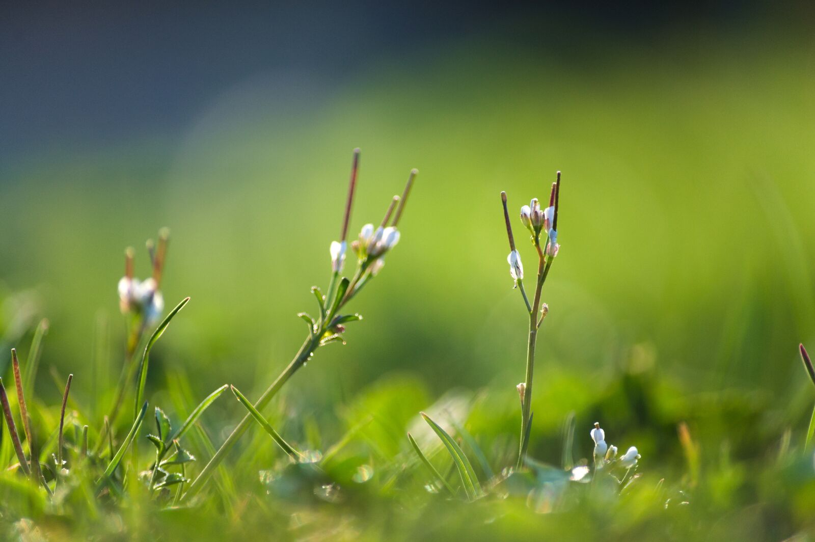 Nikon D90 sample photo. Cardamine hirsuta, cardamine, white photography