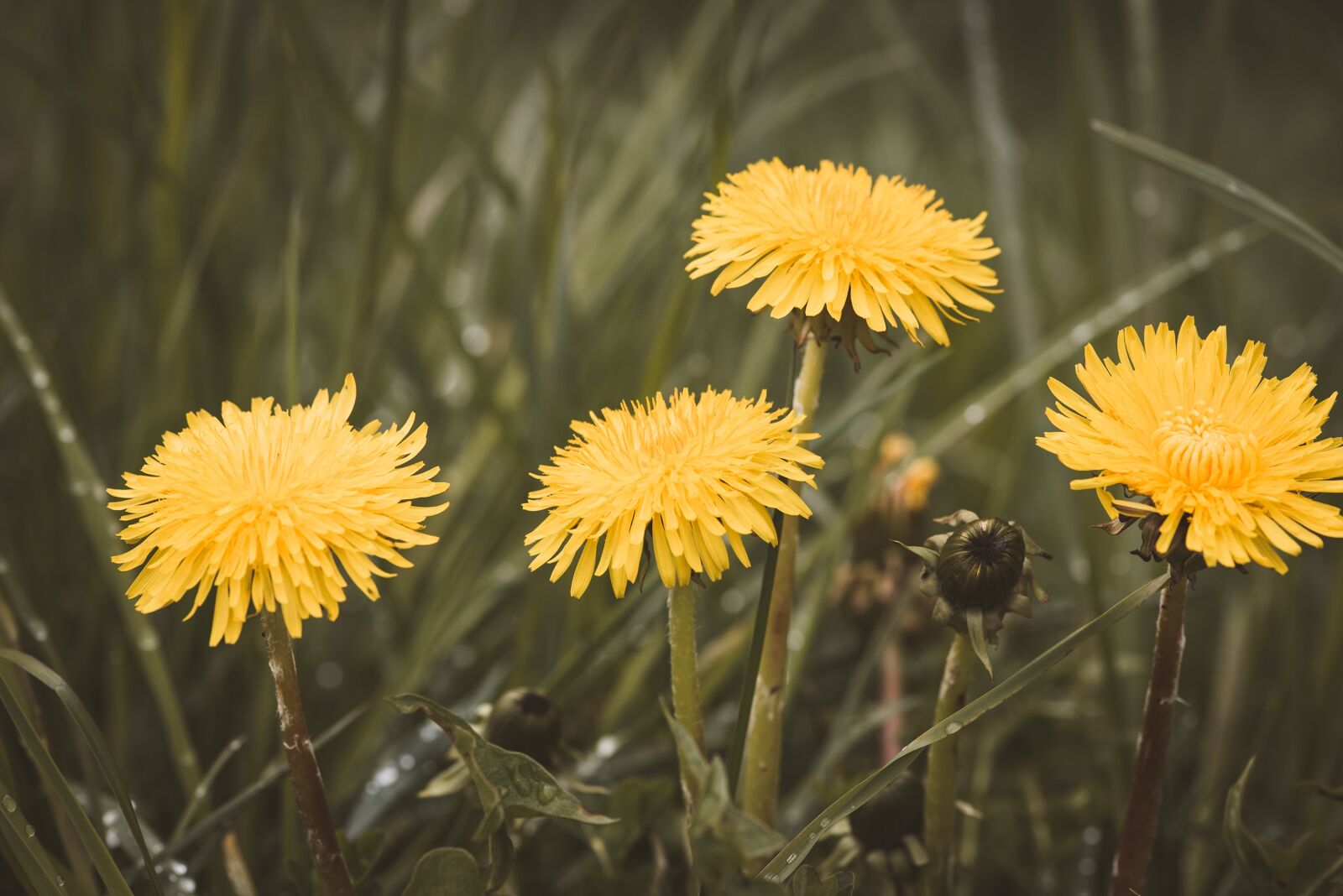Nikon D750 sample photo. Dandelion, meadow, grass photography
