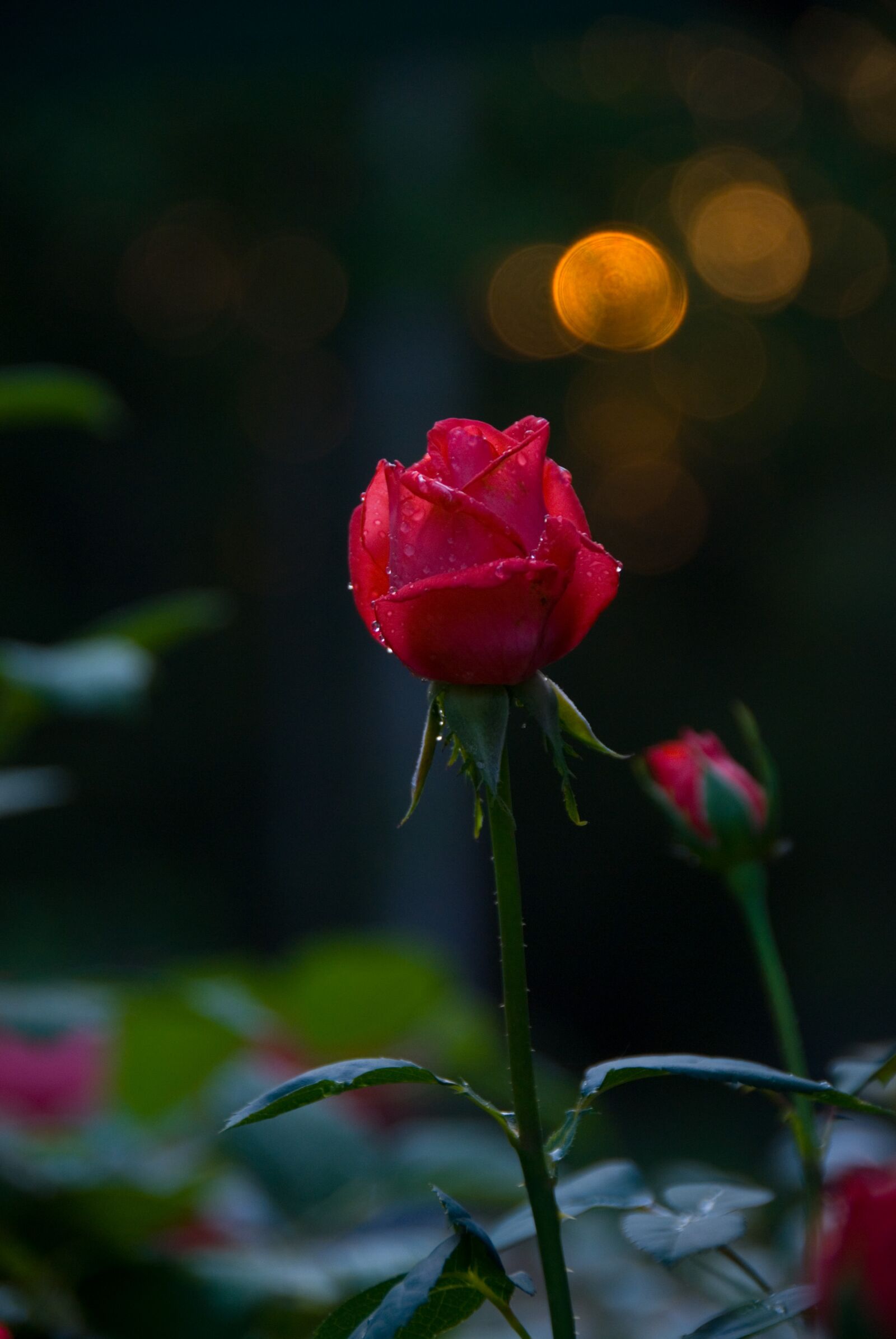 Nikon D200 sample photo. Rose, bud, flower photography