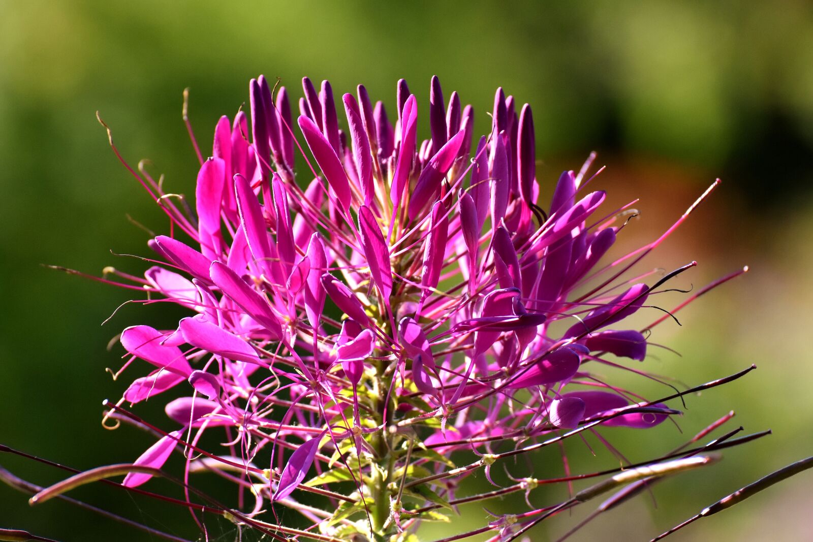 Nikon D7200 sample photo. Spider flower, cleome hassleriana photography