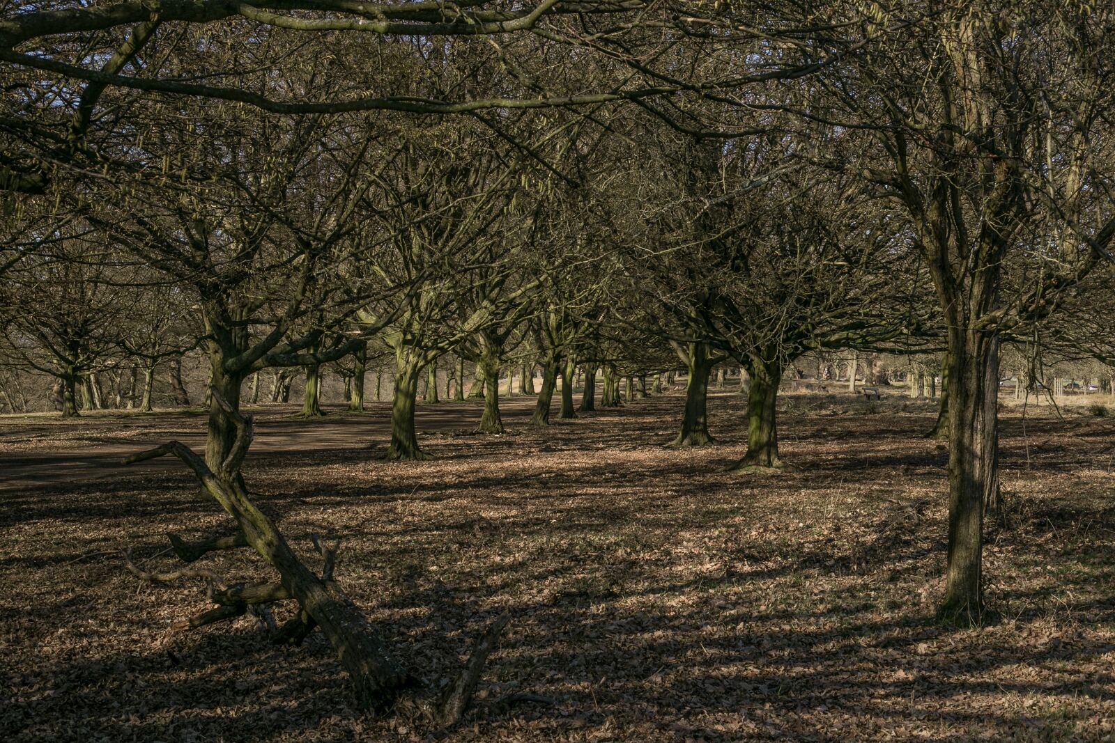 Canon EF 50mm F1.8 II sample photo. Tree, path, forest photography