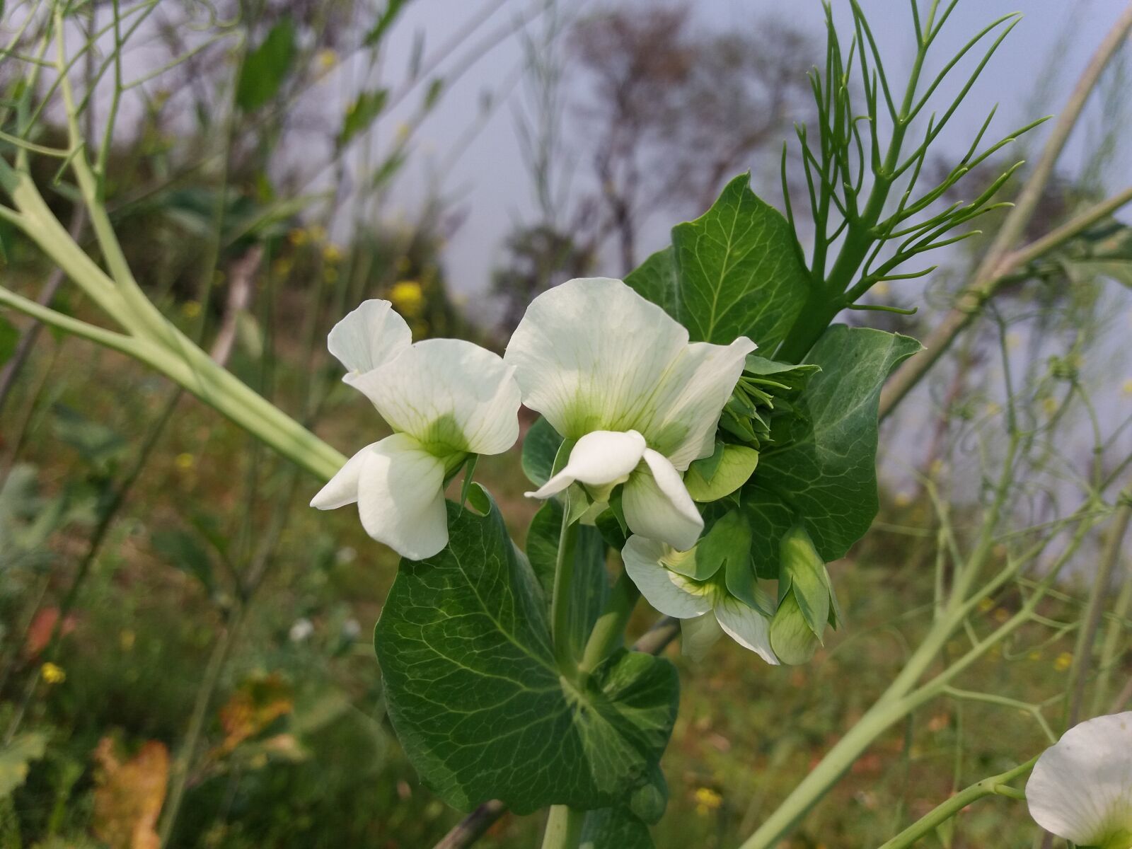 Samsung Galaxy J5 sample photo. Nature, flora, flower photography
