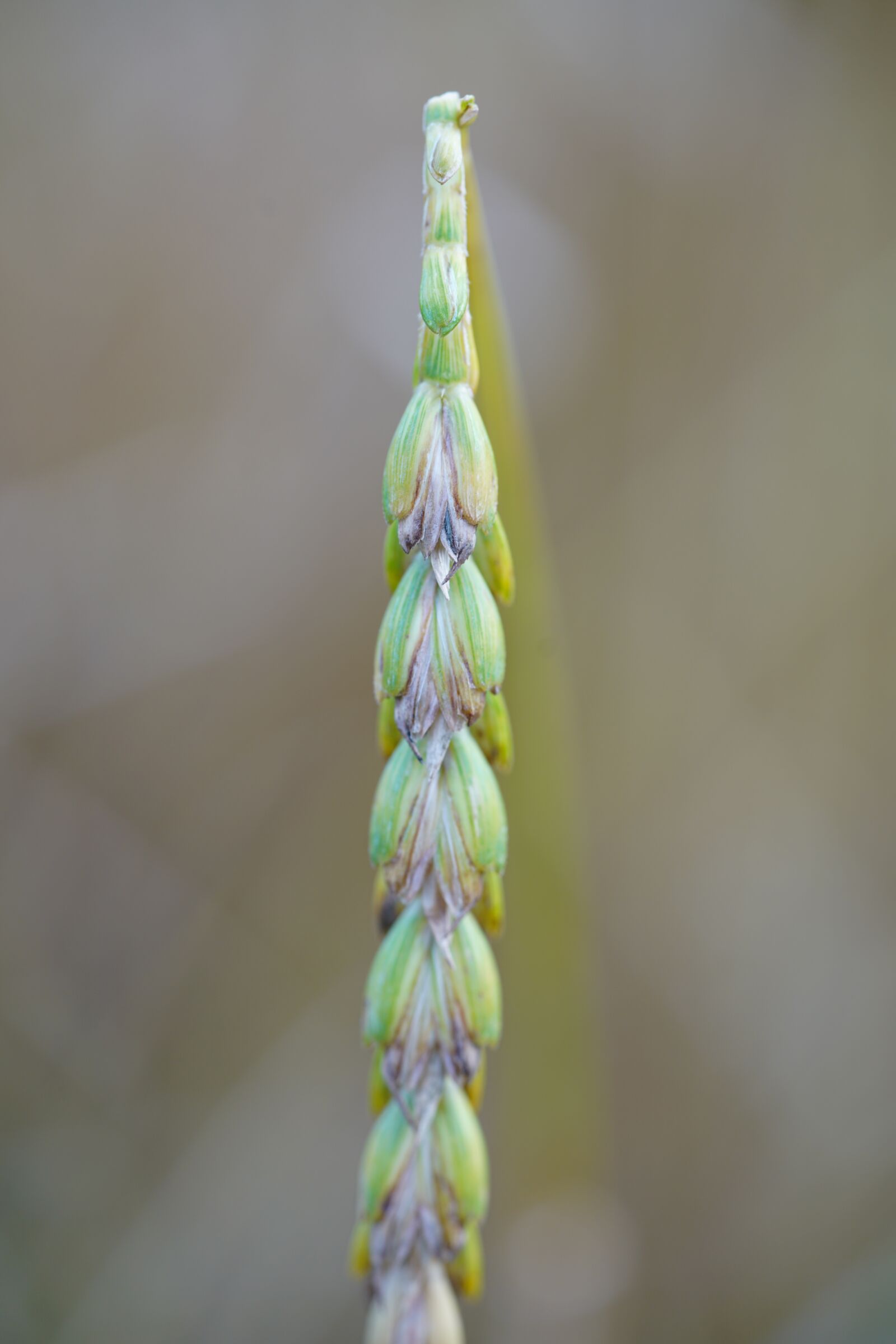 Sony a7R II + Sony FE 90mm F2.8 Macro G OSS sample photo. Spelt, grain, cereals photography