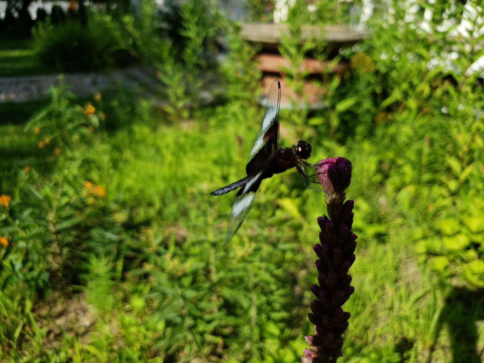 Samsung Galaxy S9 sample photo. Widow skimmer, dragonfly, black photography