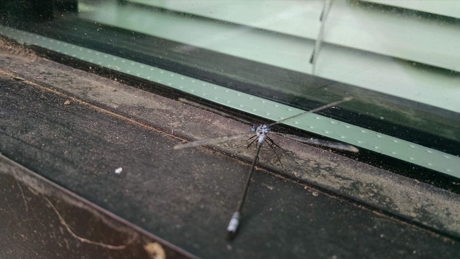 Motorola XT1080 sample photo. Black, dragonfly, near, white photography