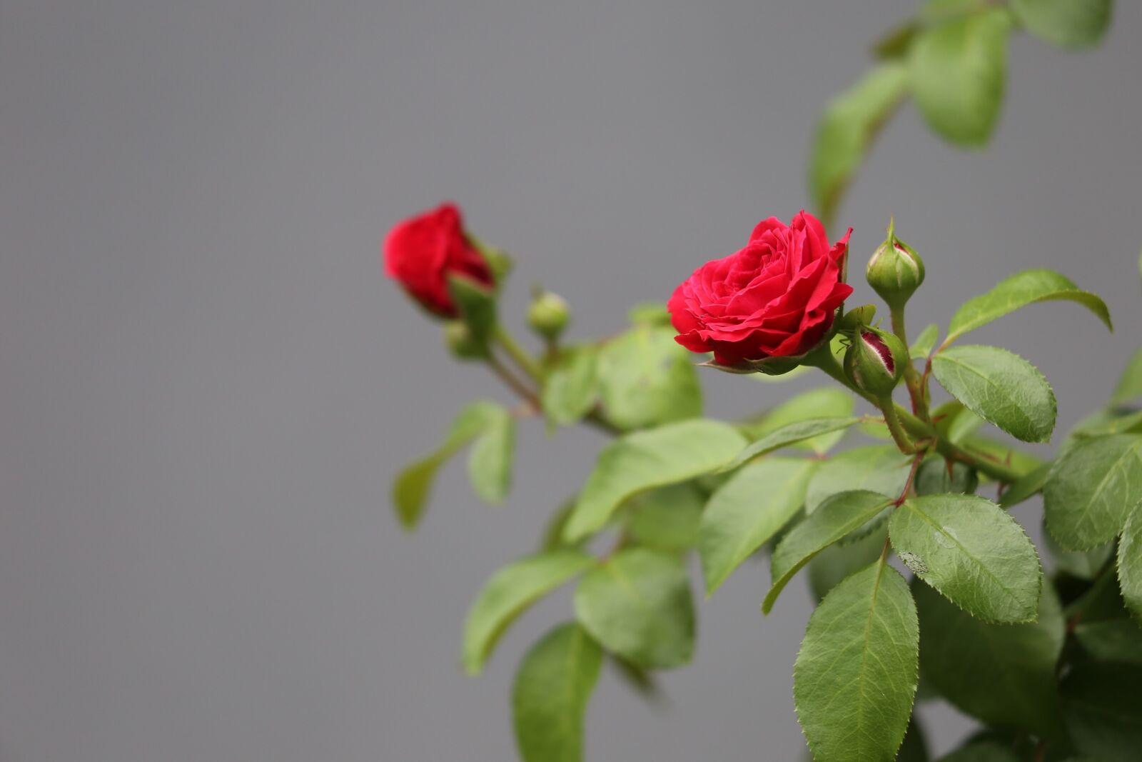 Canon EF 70-300 F4-5.6 IS II USM sample photo. Red roses, bloom, flower photography