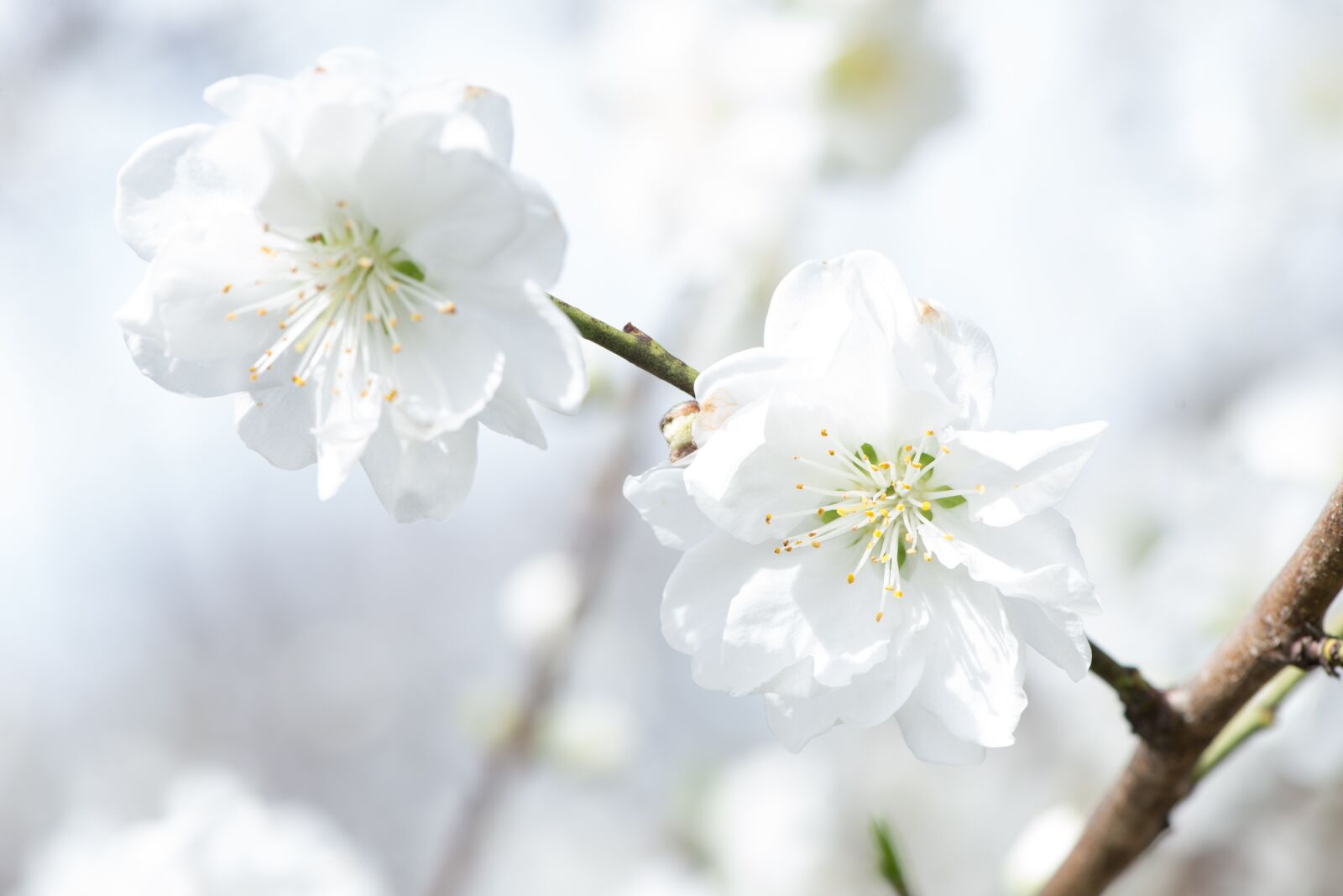Nikon D600 sample photo. Spring, flowers, cherry photography