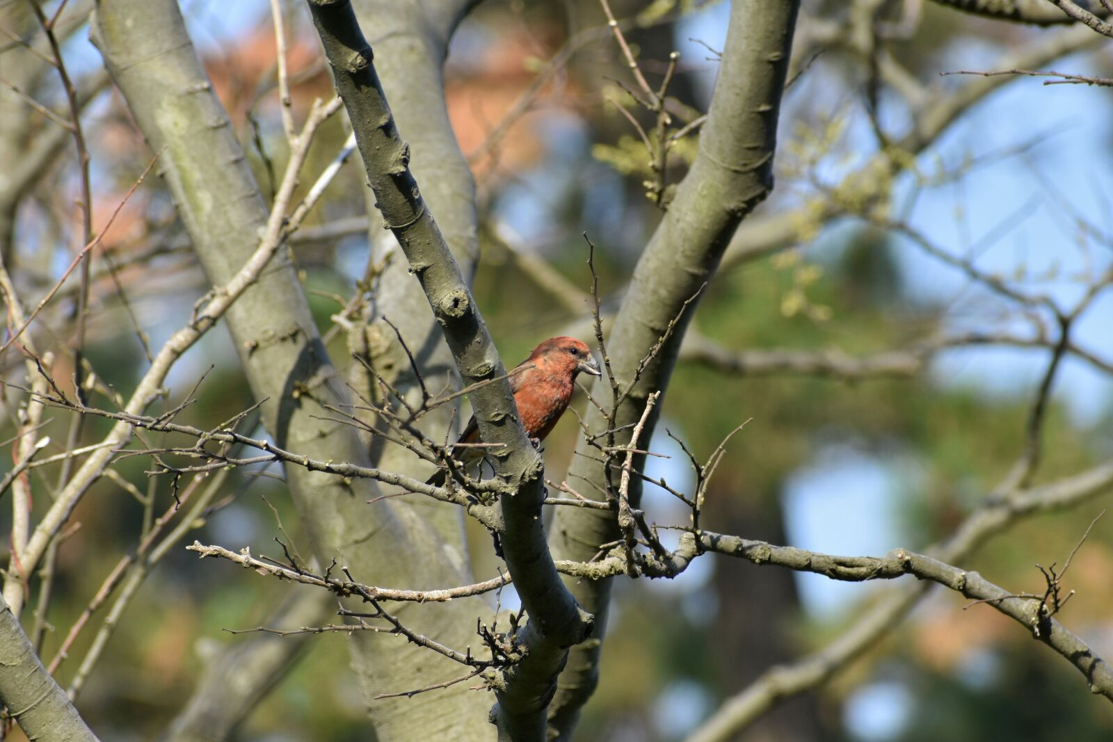 Nikon D7200 sample photo. Animal, forest, wood photography