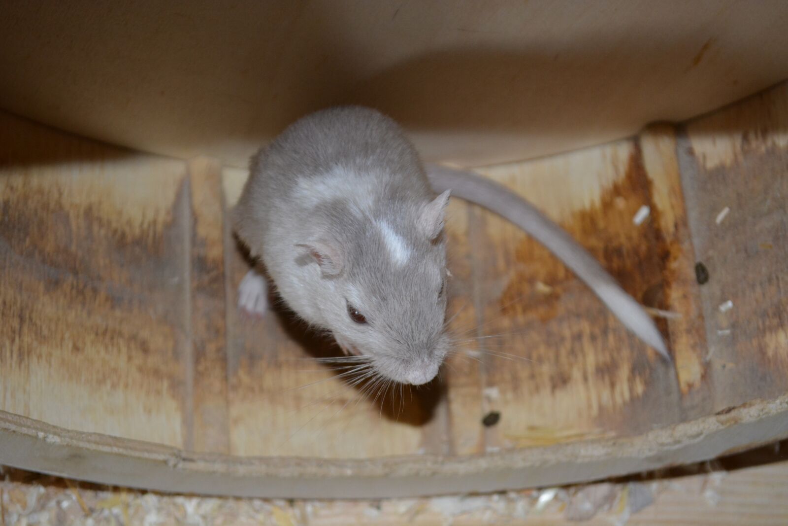 Nikon D5200 sample photo. Racing mouse, rodent, impeller photography