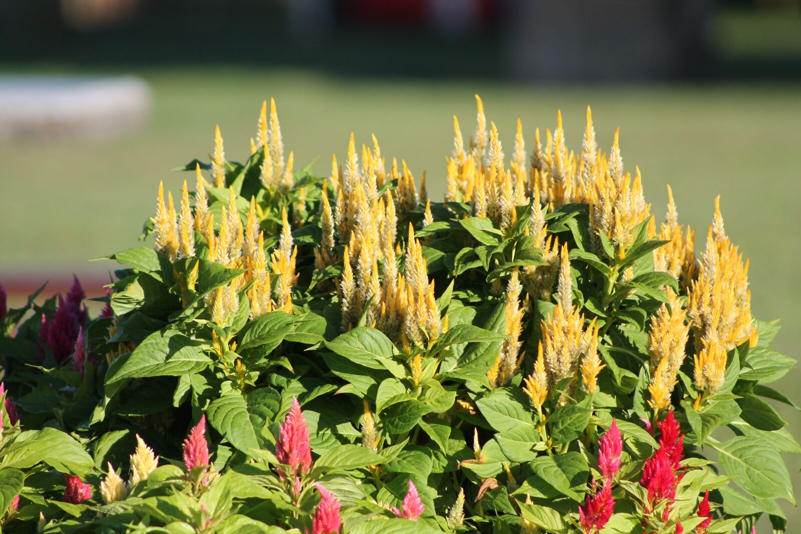 Canon EOS 1100D (EOS Rebel T3 / EOS Kiss X50) sample photo. Yellow, nature, flowers photography