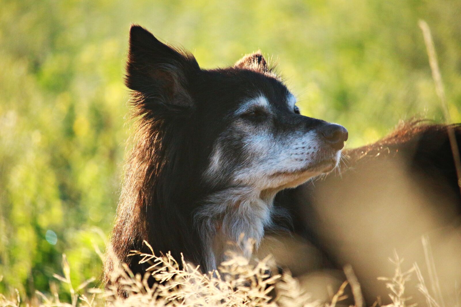 Canon EOS 100D (EOS Rebel SL1 / EOS Kiss X7) sample photo. Dog, herding dog, border photography