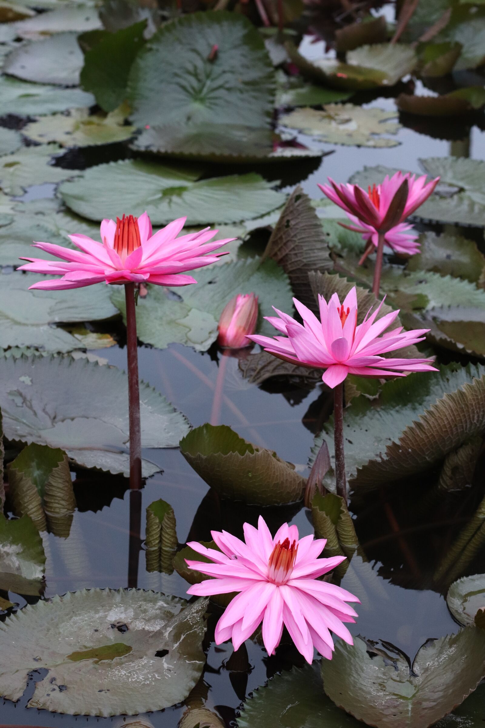 Canon EF 50mm F1.4 USM sample photo. Lotus, flowers, plants photography