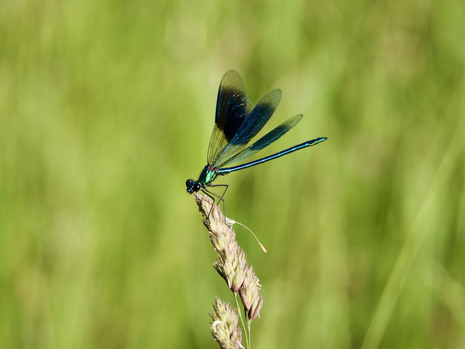 Panasonic DMC-G70 sample photo. Dragonfly, insect, summer photography