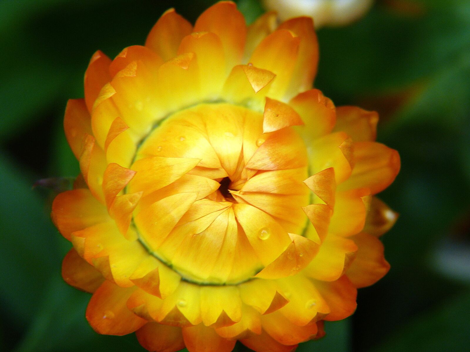 Panasonic Lumix DMC-FZ150 sample photo. Flower, yellow, yellow flower photography
