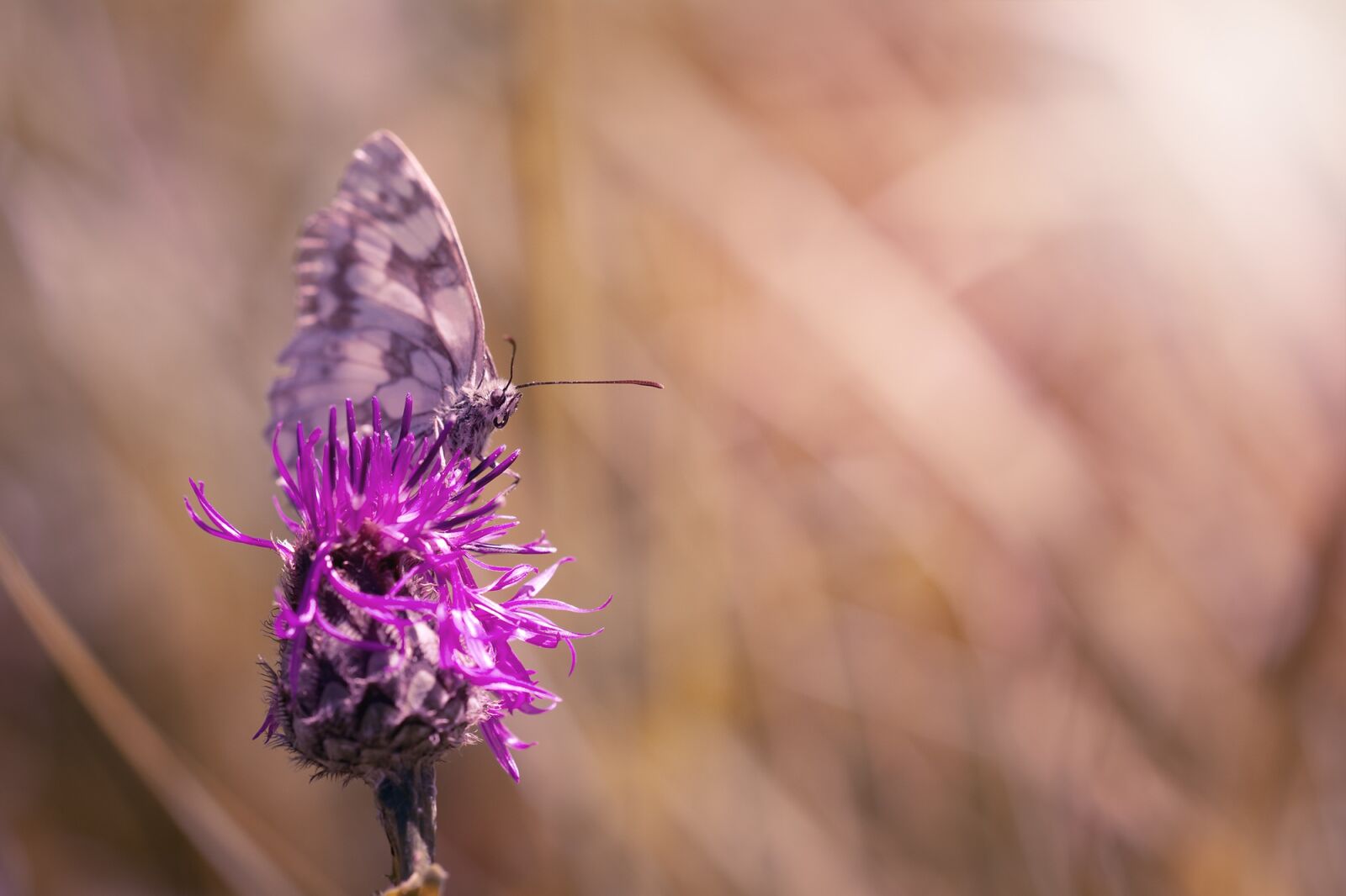 Nikon D7100 sample photo. Butterfly, chess board, women's photography