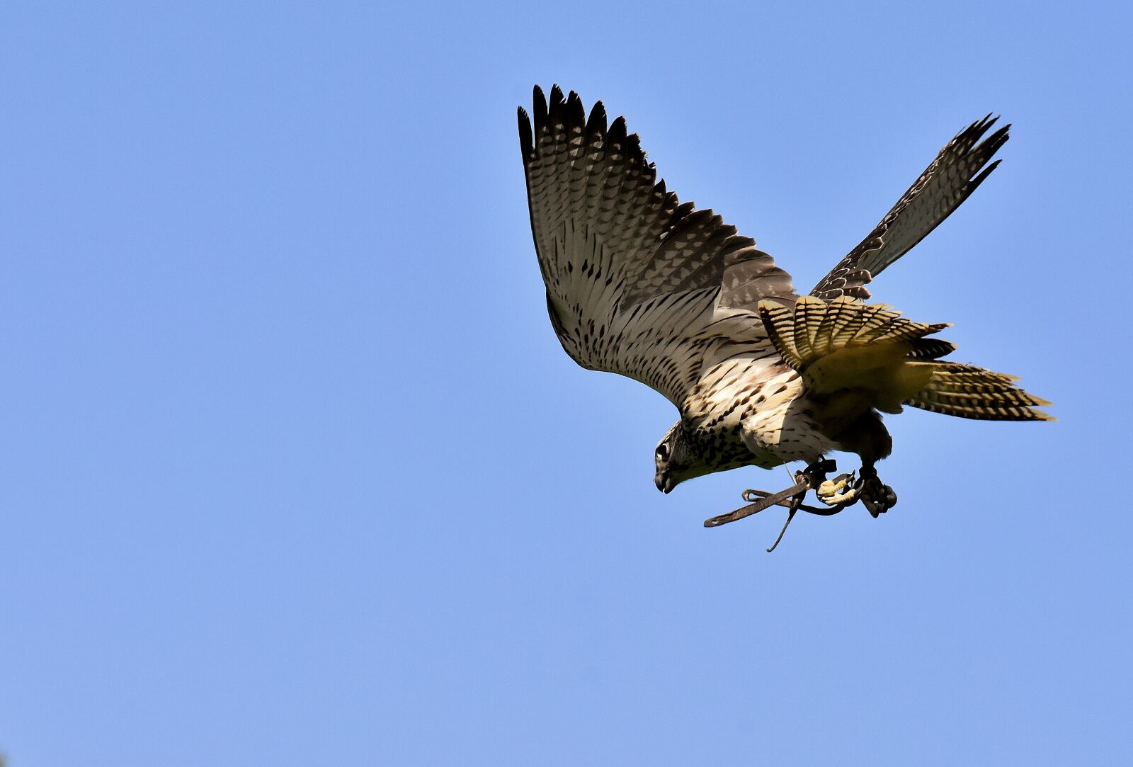 Nikon D7200 sample photo. Falcon, bird of prey photography