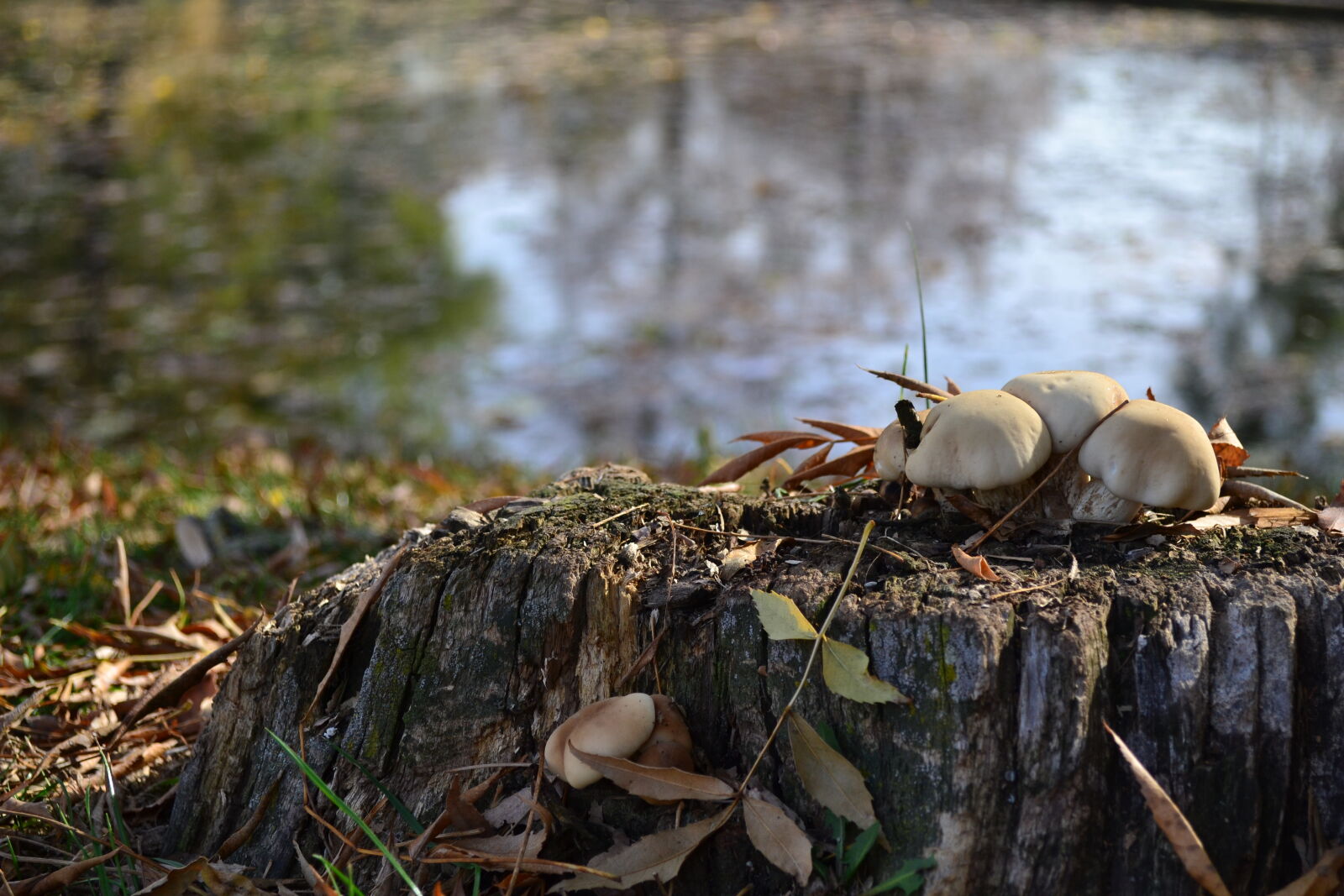 Nikon D3100 sample photo. Mushrooms, nature photography