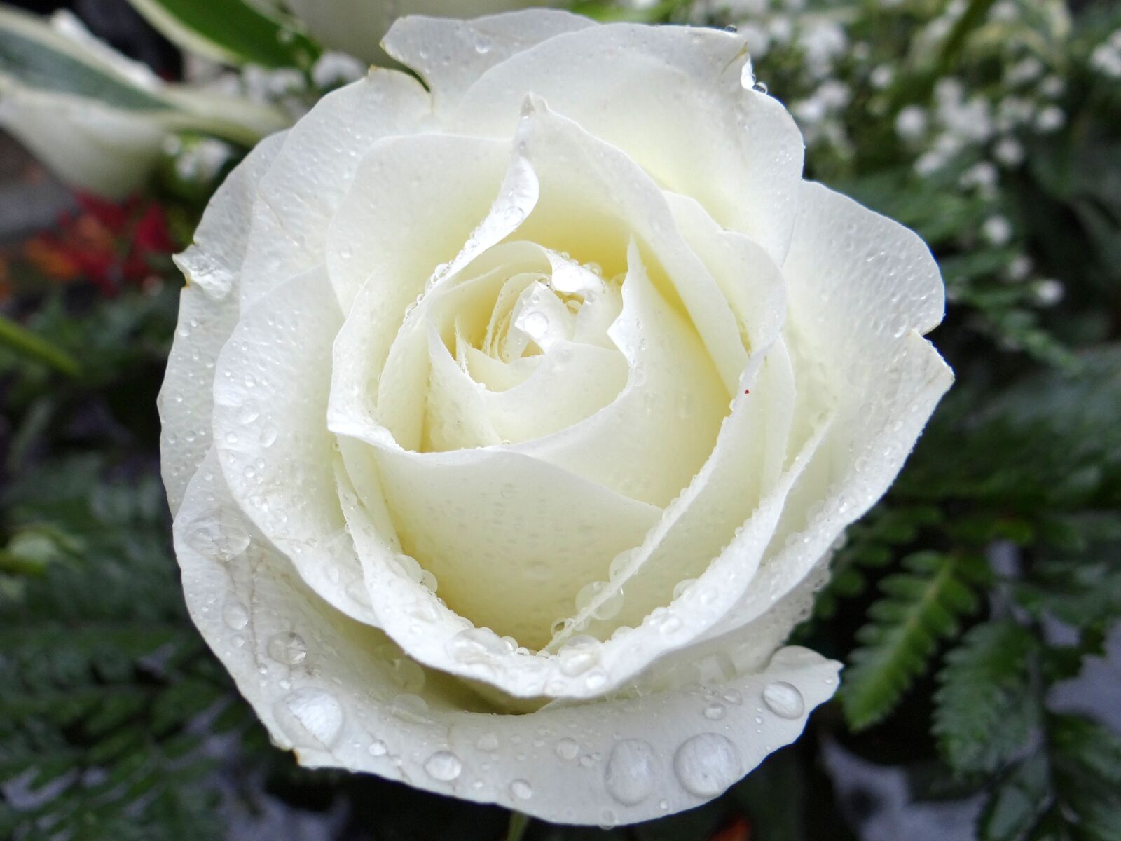 Sony DSC-HX200V sample photo. White rose, all saints photography