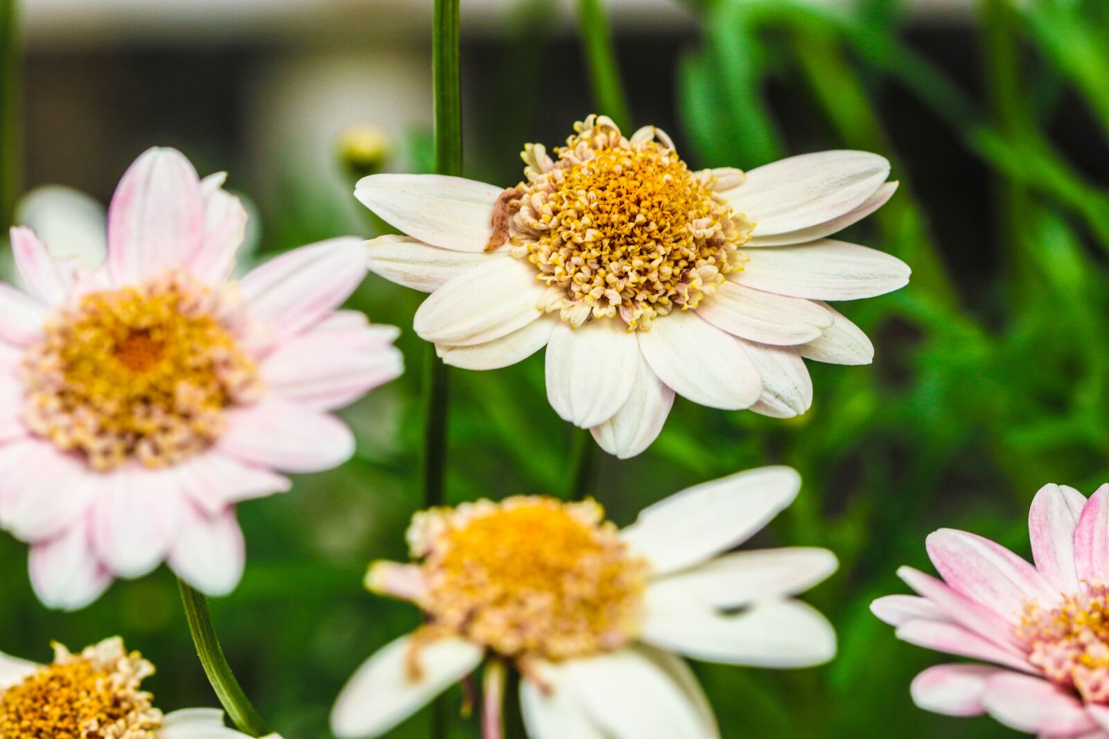 Canon EOS 7D Mark II sample photo. Flower, garden flower, summer photography
