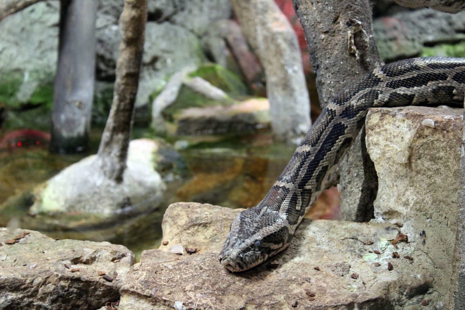 Canon EOS 1300D (EOS Rebel T6 / EOS Kiss X80) sample photo. Snake, reptile, head photography