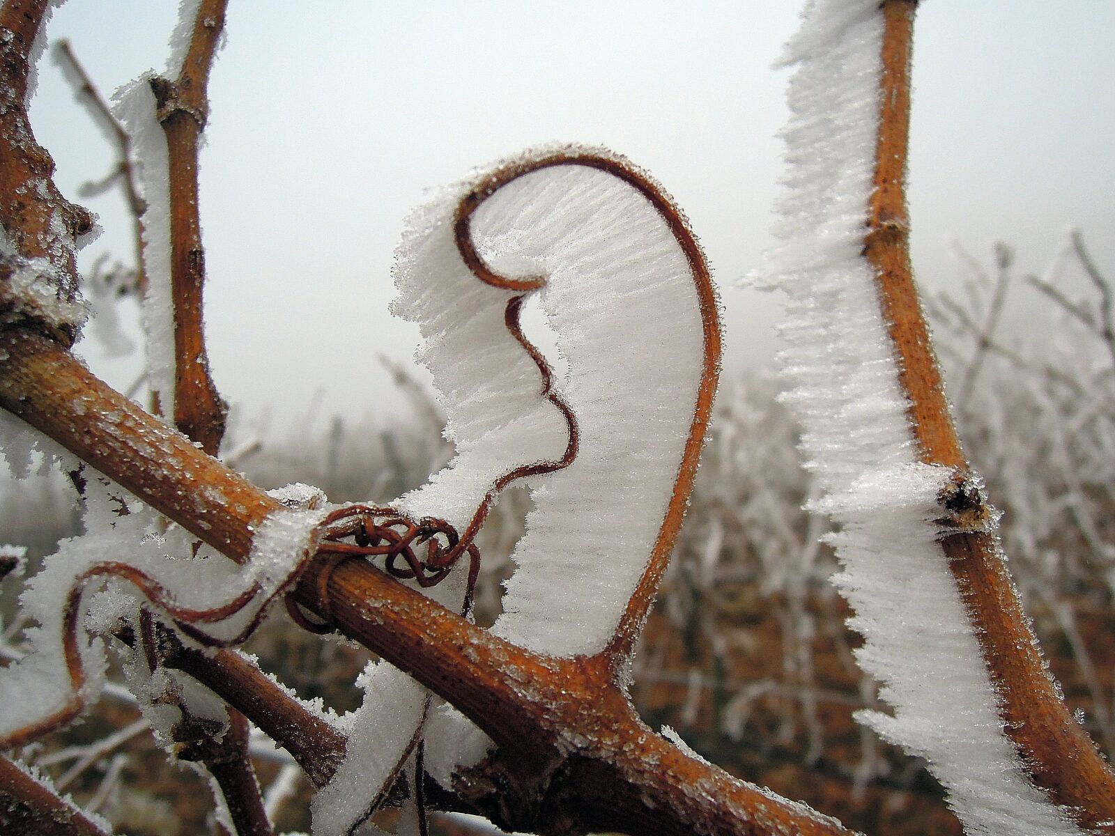 Nikon Coolpix P300 sample photo. Rime, frost, winter photography