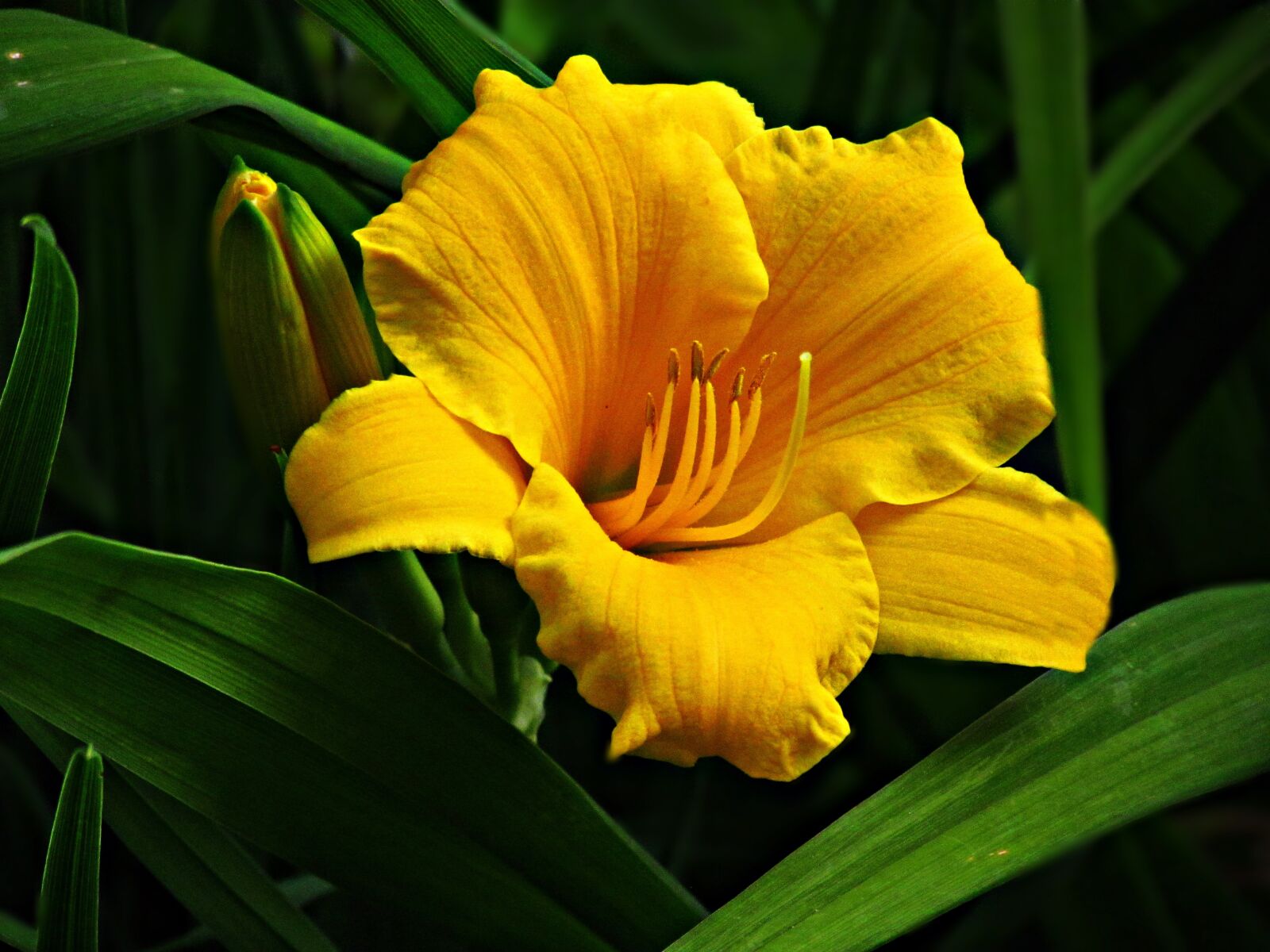 Canon PowerShot SX30 IS sample photo. Flower, pumpkin, plant photography