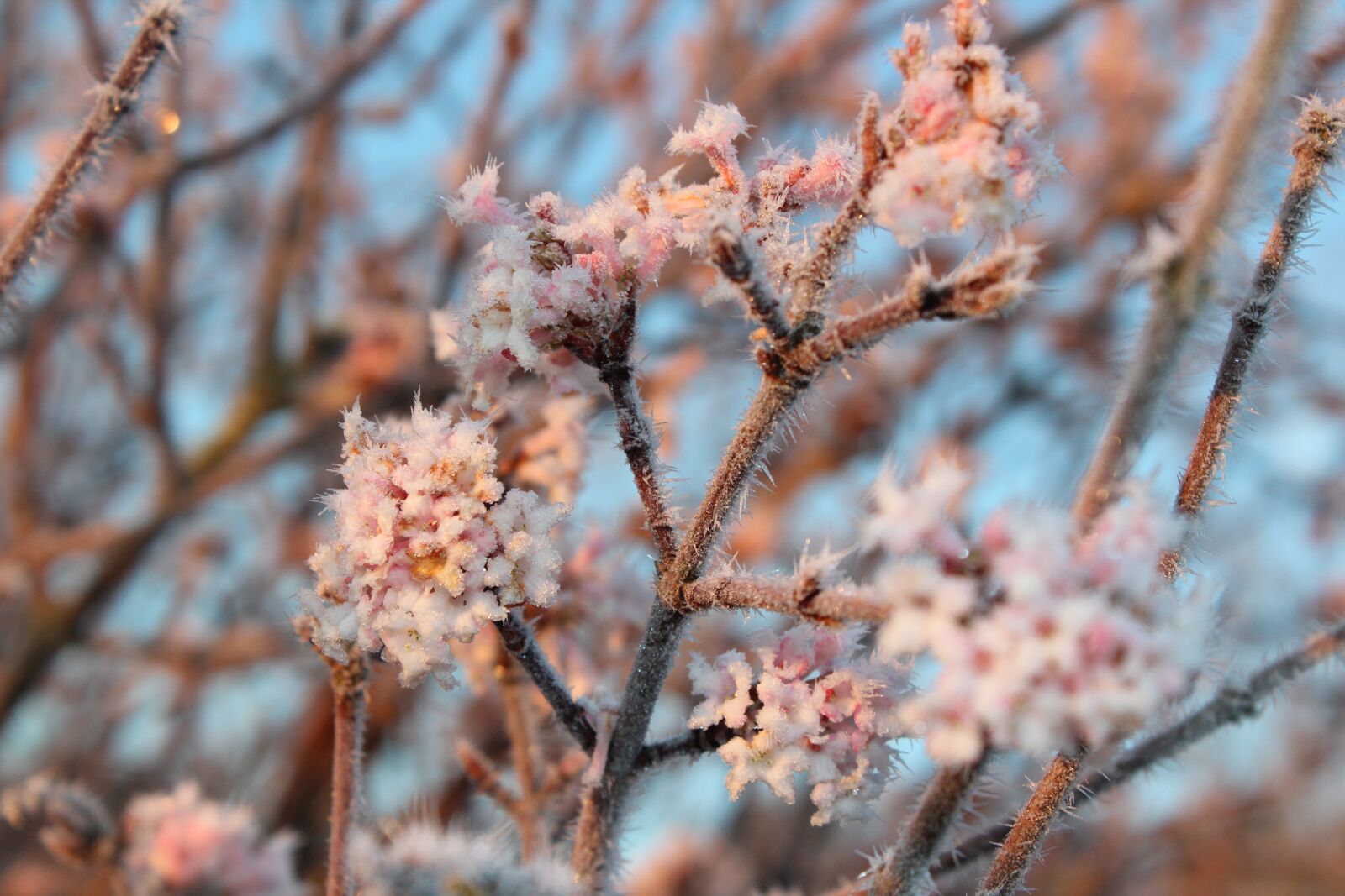Canon EOS 600D (Rebel EOS T3i / EOS Kiss X5) sample photo. Blossom, bloom, hoarfrost photography
