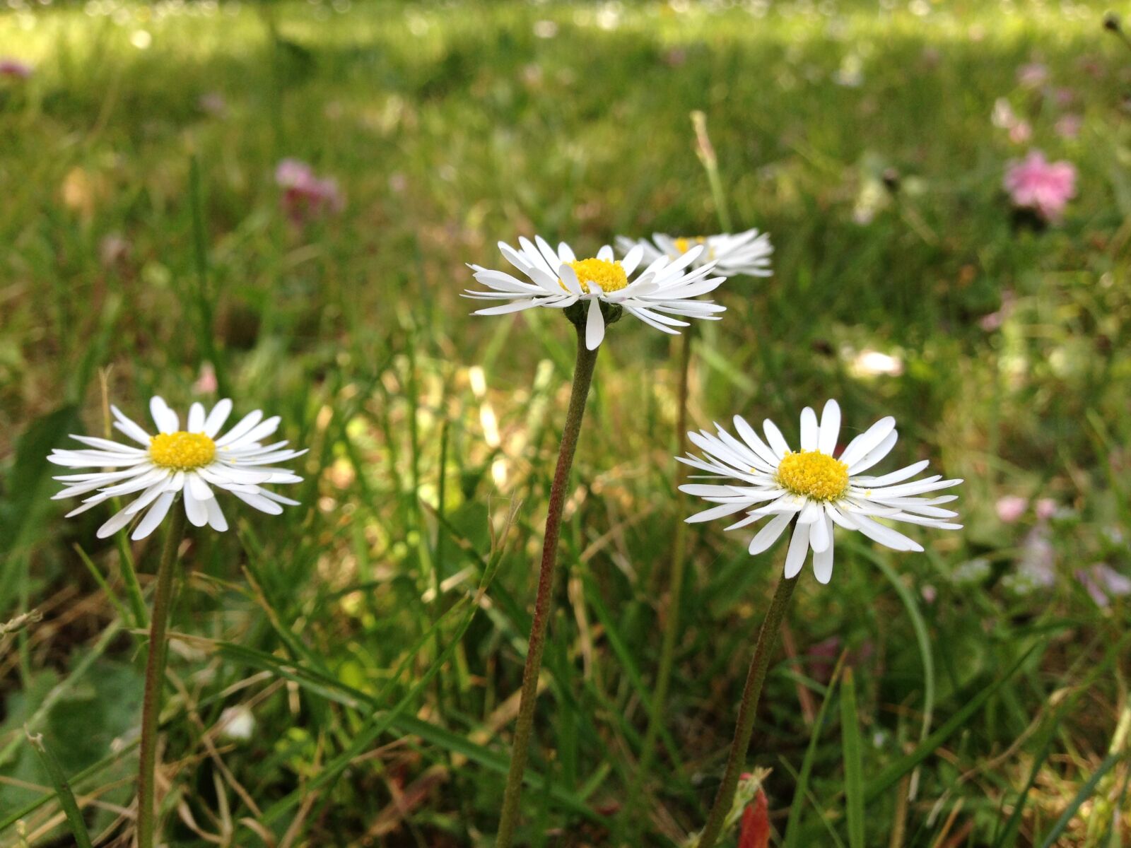Apple iPhone 5c sample photo. Daisies, flower, spring photography