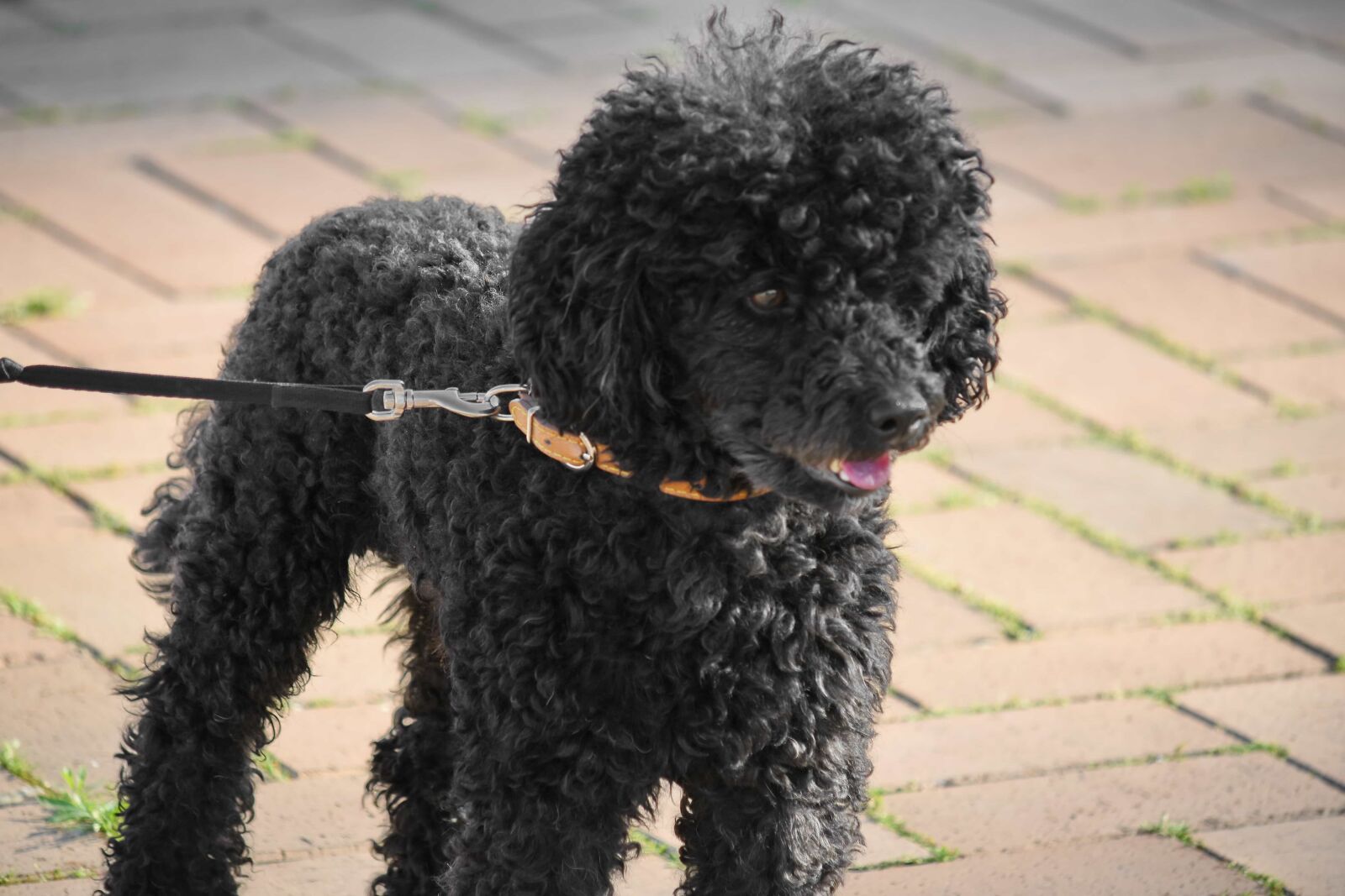 Nikon D5500 sample photo. Canine, dog, portrait, cute photography