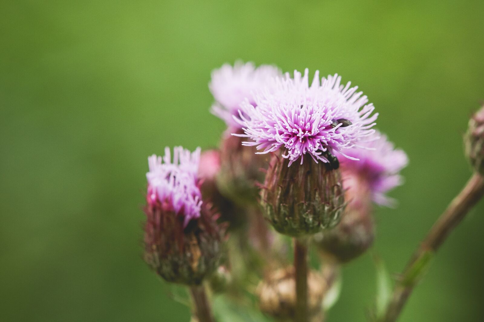 Canon EF 100mm F2.8 Macro USM sample photo. Thistle, creeping, wildflower photography