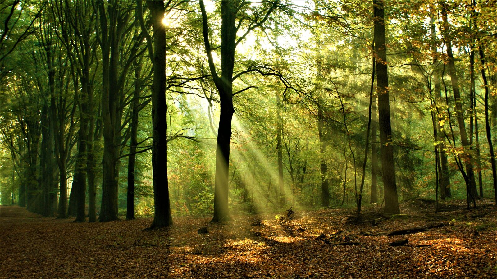 Sony Alpha DSLR-A350 sample photo. Forest, sunrise, landscape photography