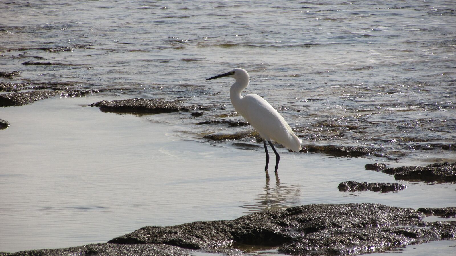 Canon PowerShot SX400 IS sample photo. Heron, bird, animal photography