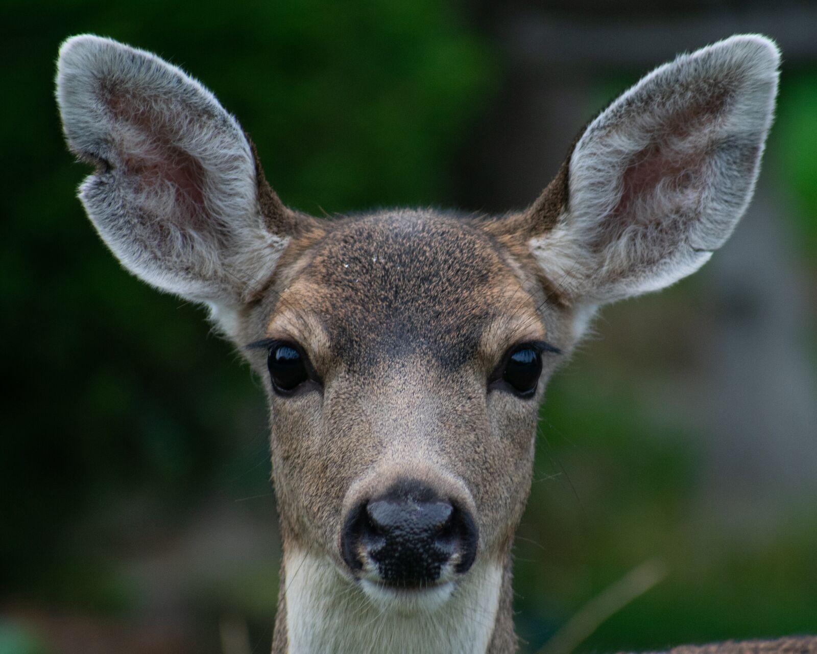 Nikon D3400 sample photo. Northwest, wildlife, deer photography
