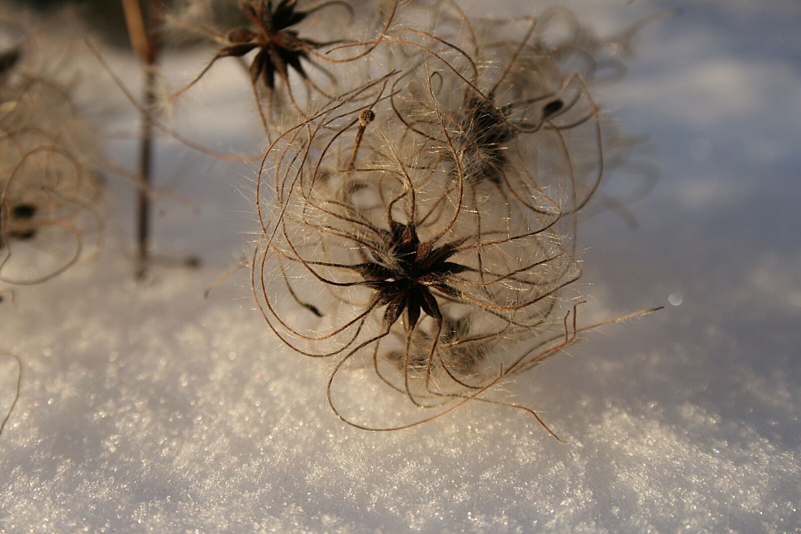 Canon EOS 400D (EOS Digital Rebel XTi / EOS Kiss Digital X) sample photo. Nature, seeds, winter photography