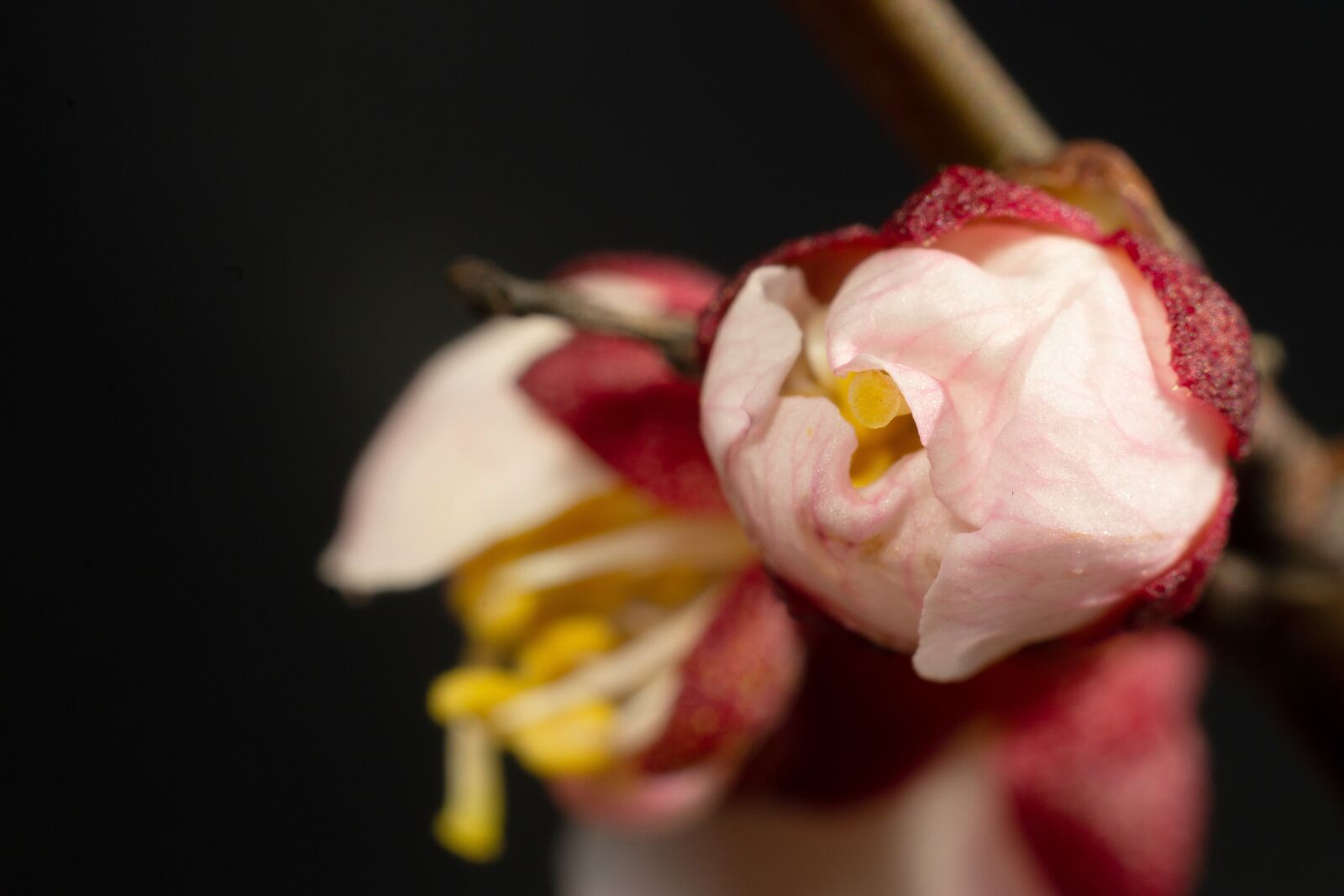 Canon EOS 1200D (EOS Rebel T5 / EOS Kiss X70 / EOS Hi) sample photo. Flower, spring, flowers photography