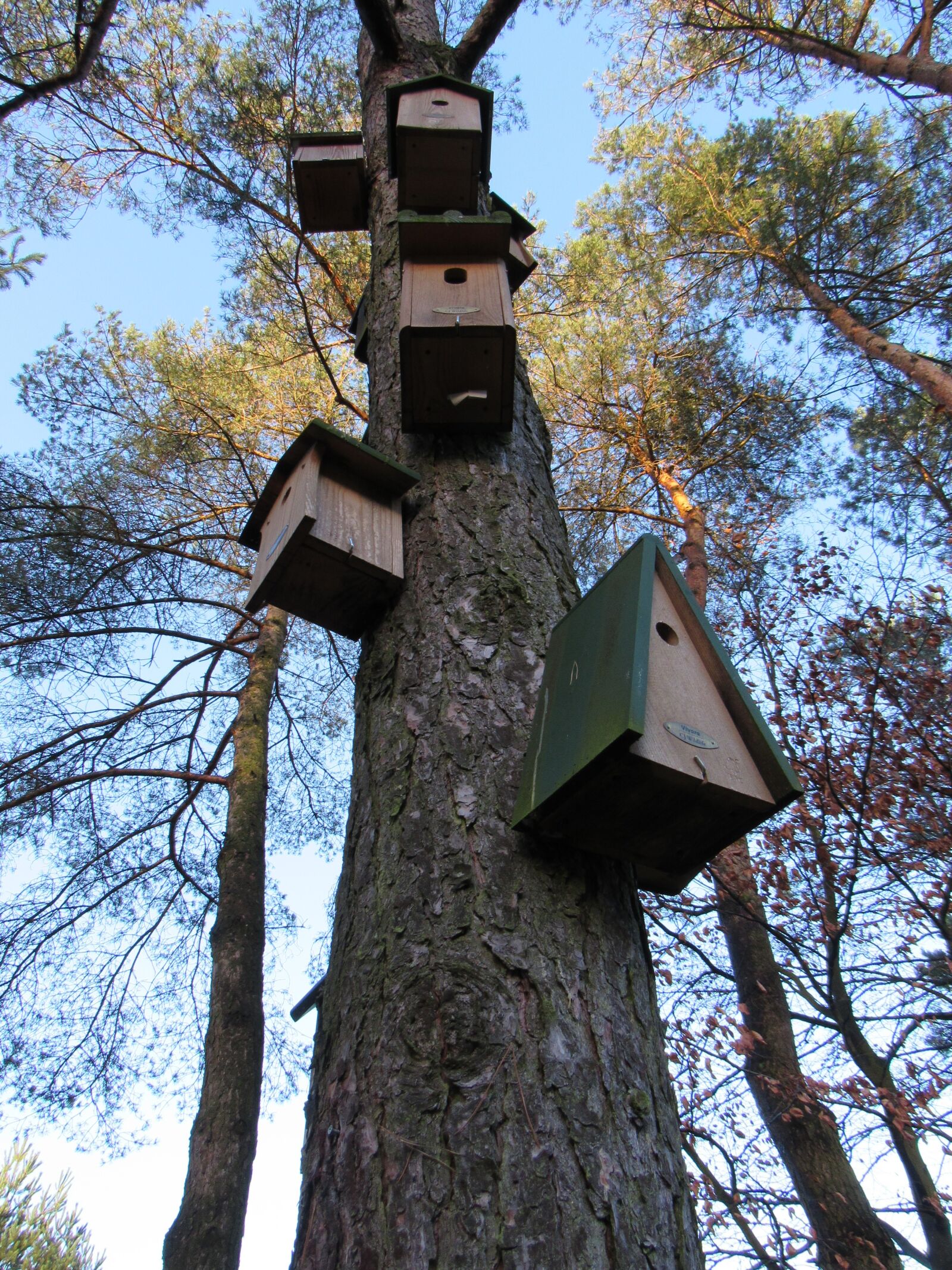 Canon PowerShot SX530 HS sample photo. Birdhouse, tree, wood photography