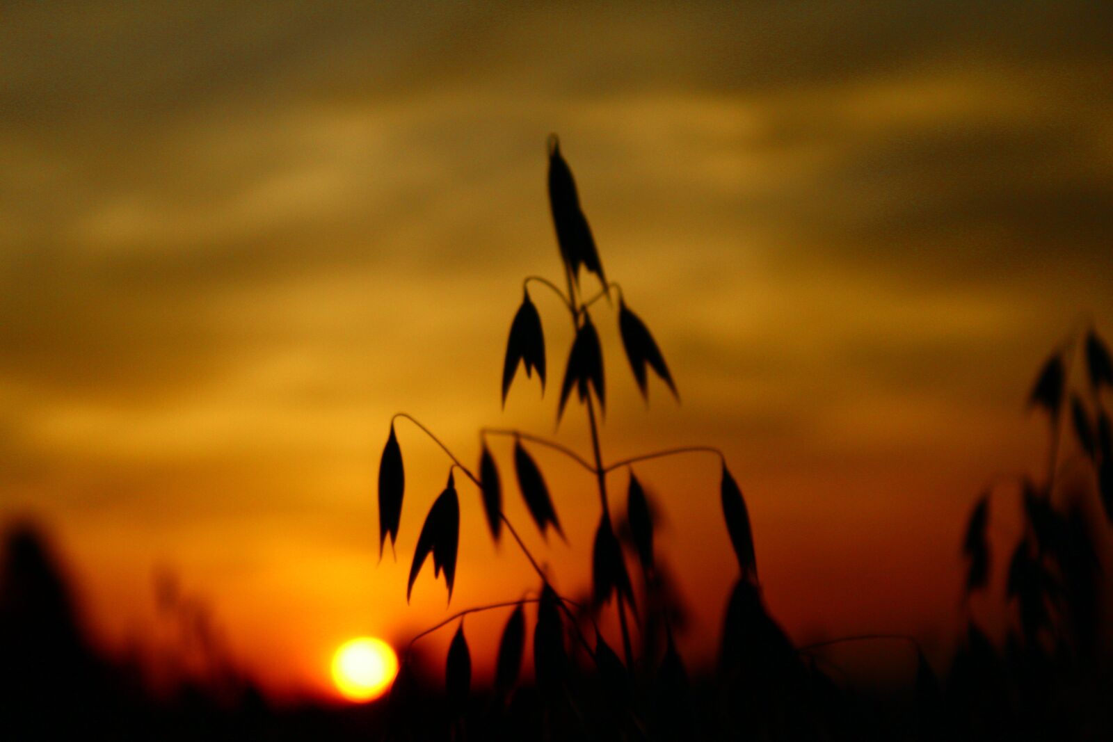 Canon EOS 1300D (EOS Rebel T6 / EOS Kiss X80) sample photo. Sun, sunset, abendstimmung photography
