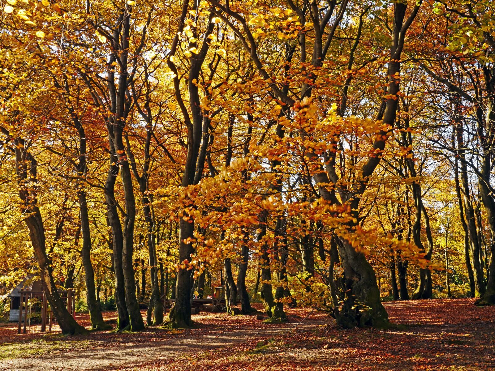 Panasonic Lumix DMC-GX8 sample photo. Autumn forest, beech wood photography