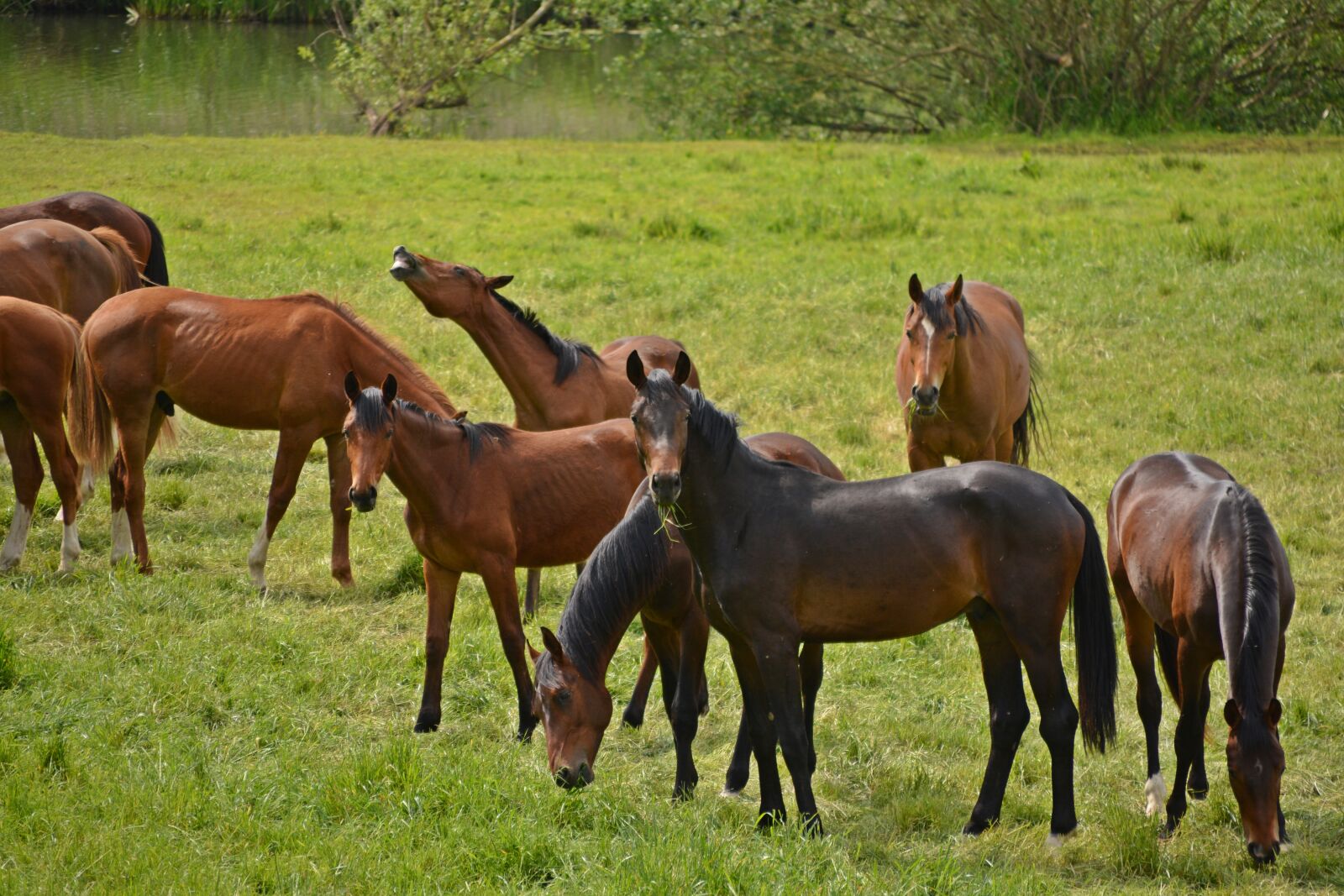 Nikon D5200 sample photo. Horses, flock, coupling photography
