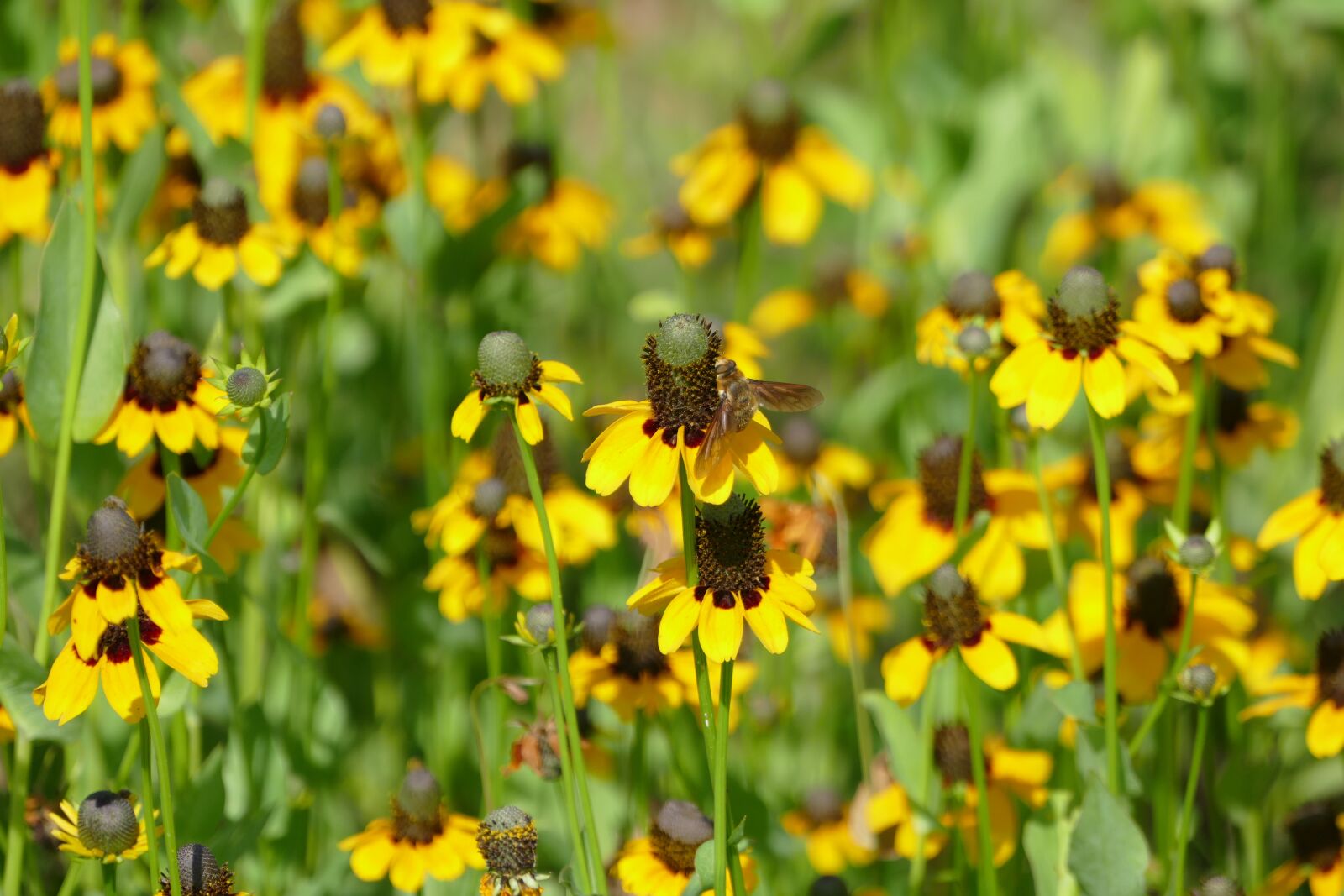 Panasonic Lumix DMC-FZ1000 sample photo. Wildflower, yellow, wildflowers photography