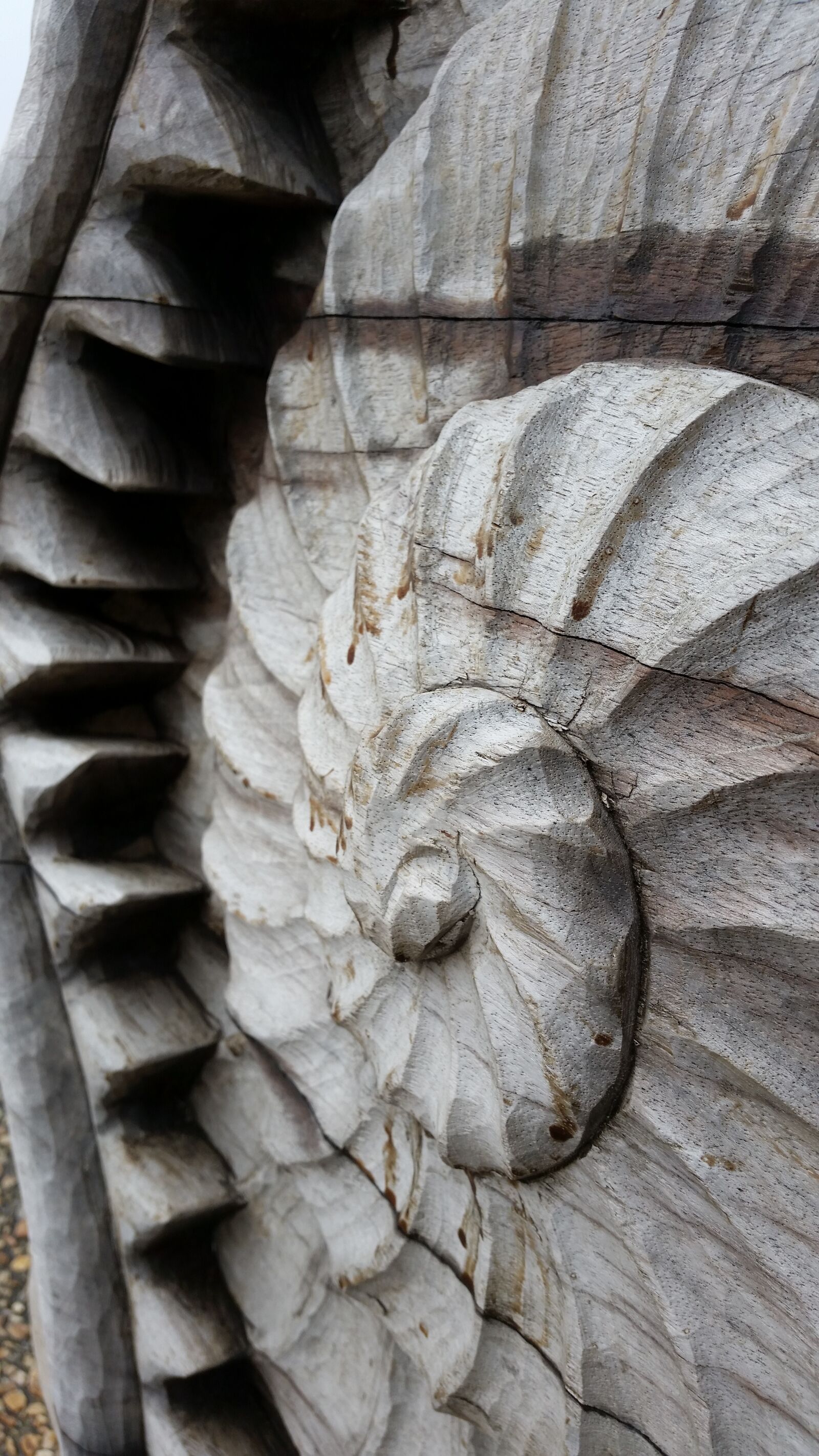 Samsung Galaxy S5 sample photo. Shell, sculpture, natural photography