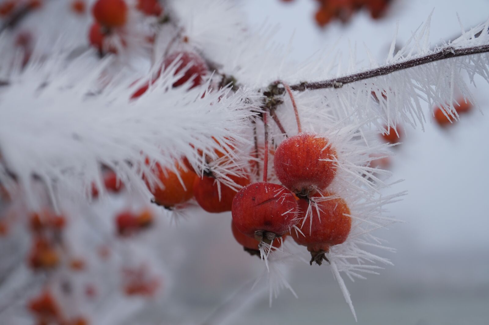 Sony E 16-50mm F3.5-5.6 PZ OSS sample photo. Nature, winter, snow photography