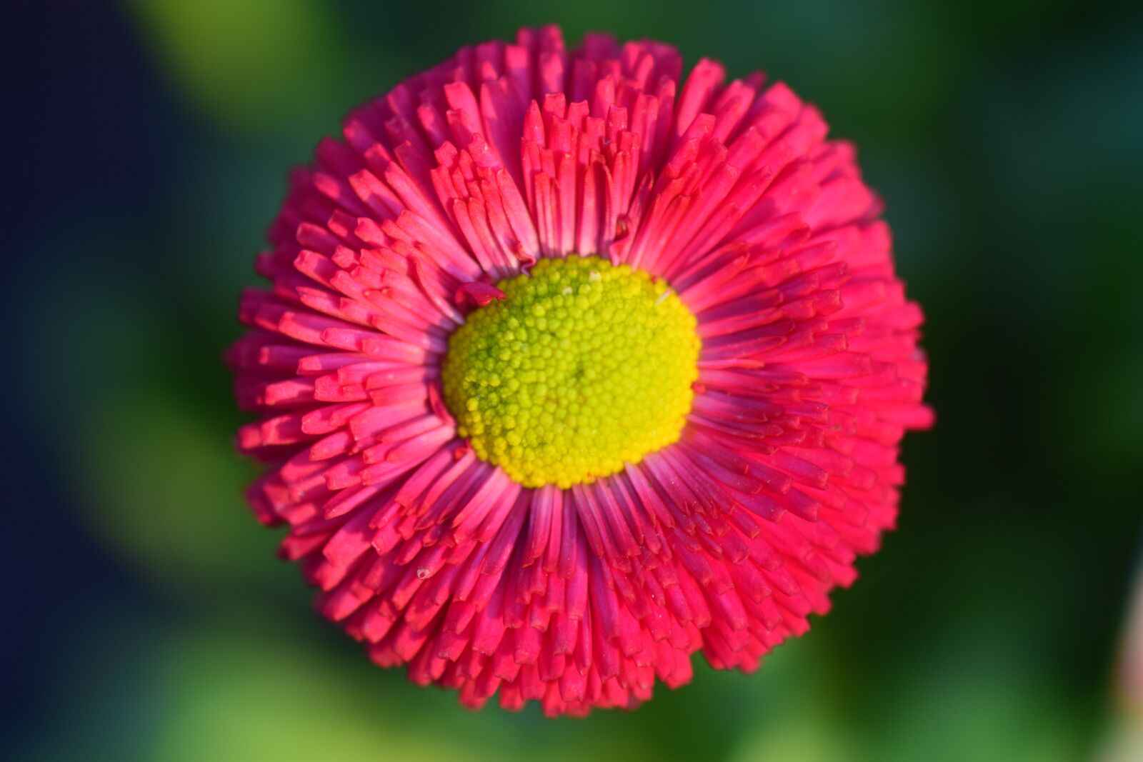 Nikon D3300 sample photo. Daisy, red, flower photography