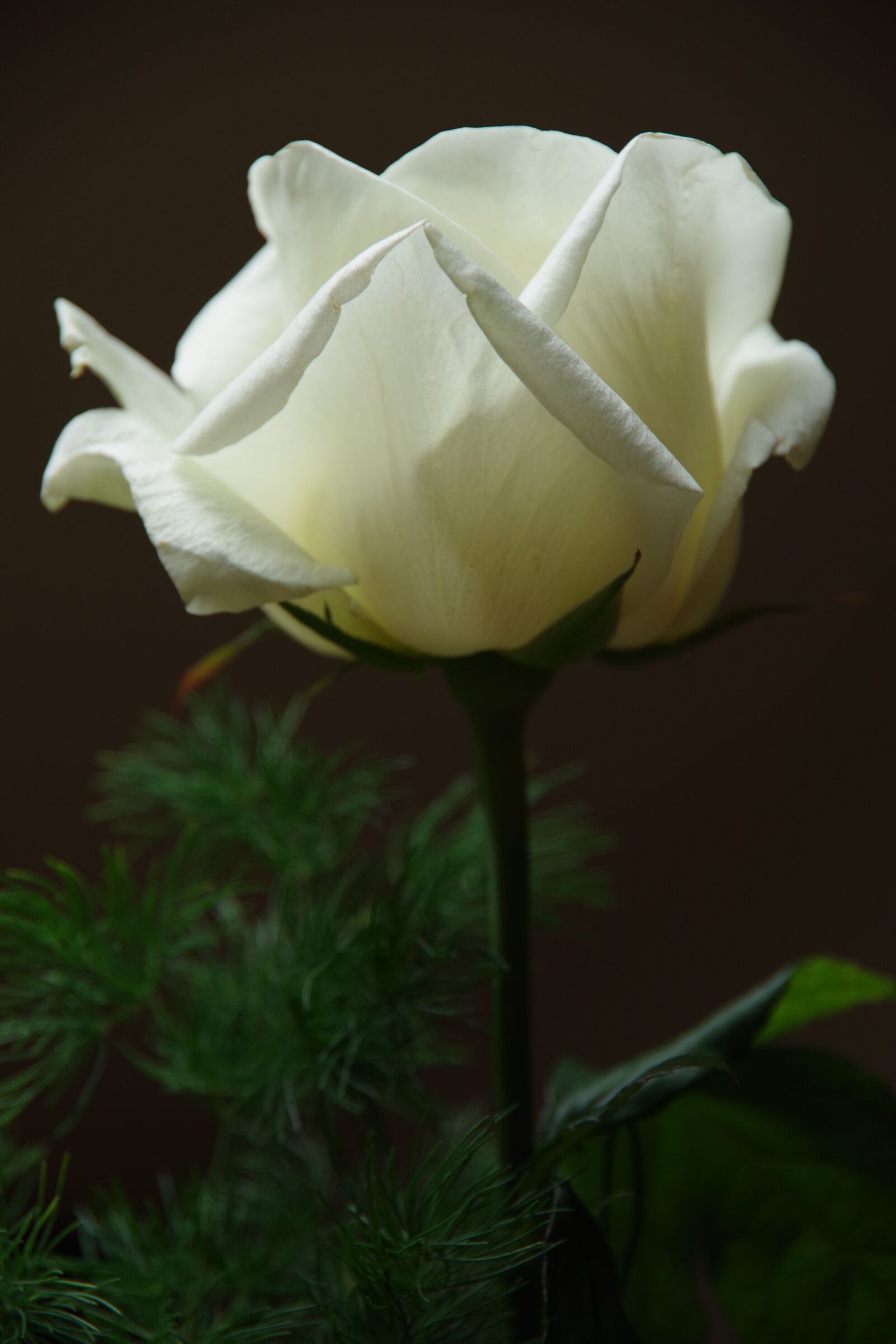 Pentax K-70 sample photo. Rose, blume, blüte photography