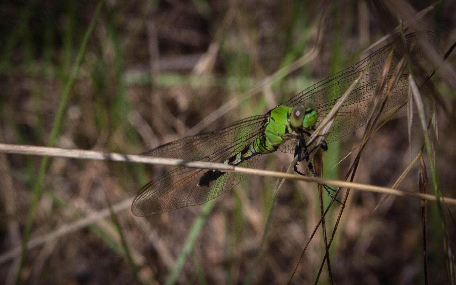 Canon EOS 50D + Canon EF 28-135mm F3.5-5.6 IS USM sample photo. Dragonfly, insect, nature photography