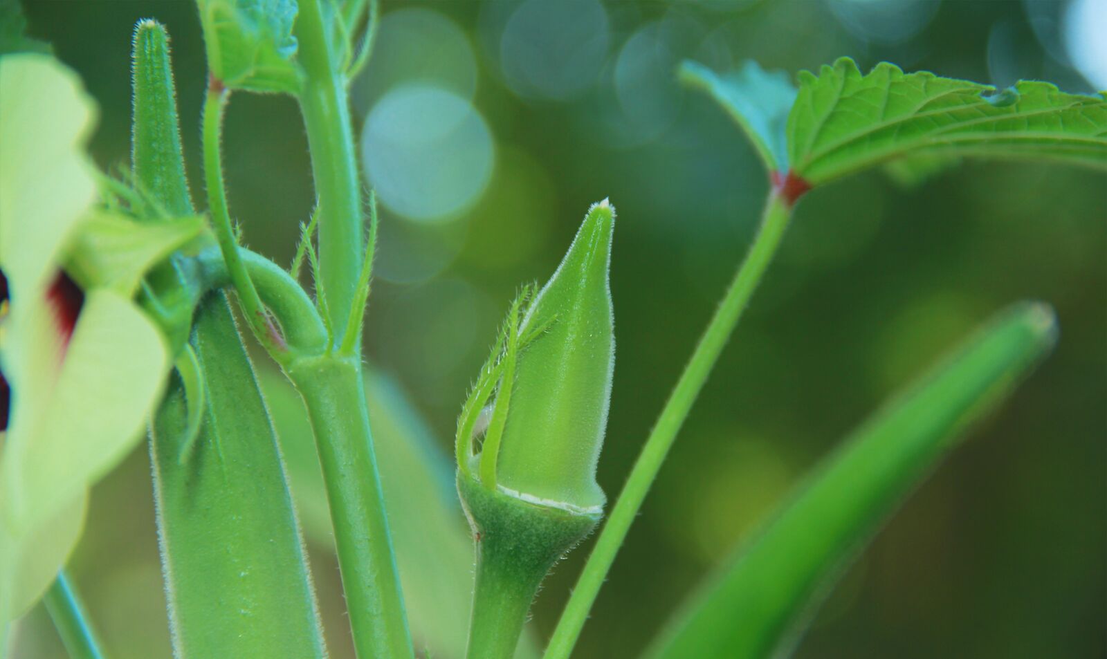 Canon EF-S 18-135mm F3.5-5.6 IS sample photo. Fresh, organic, okra photography