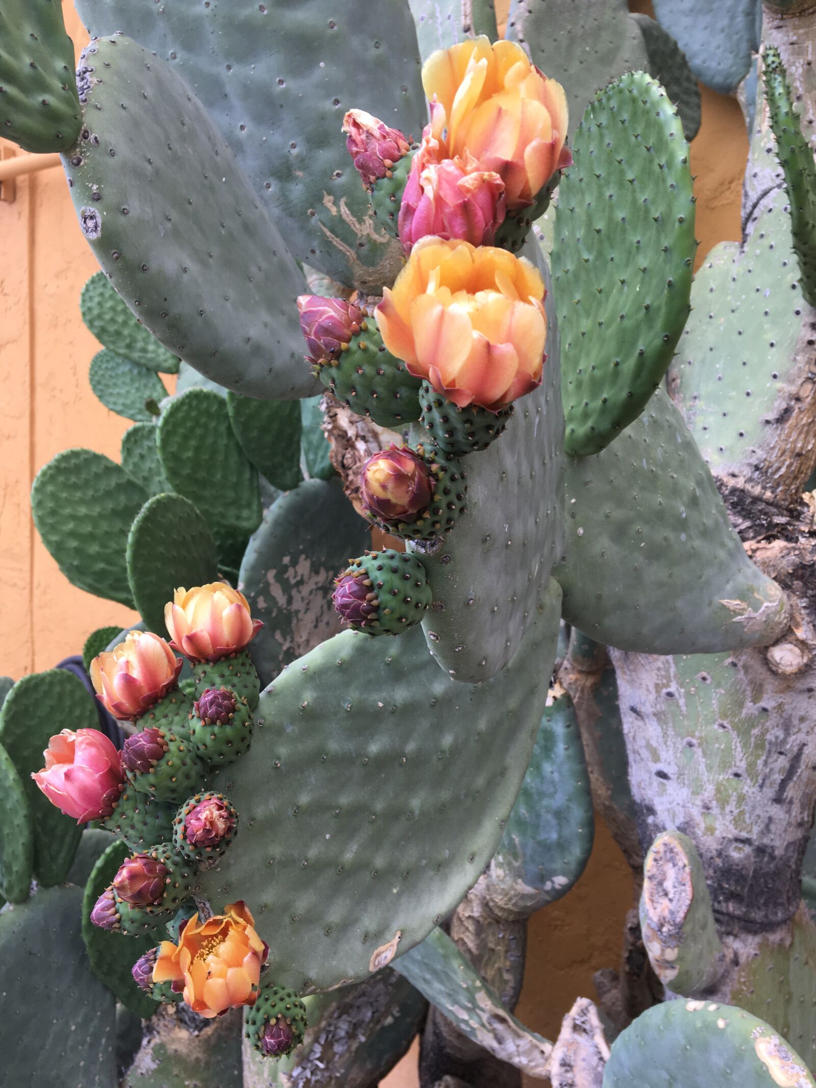 iPhone 6s back camera 4.15mm f/2.2 sample photo. Prickly pear, cactus blossoms photography