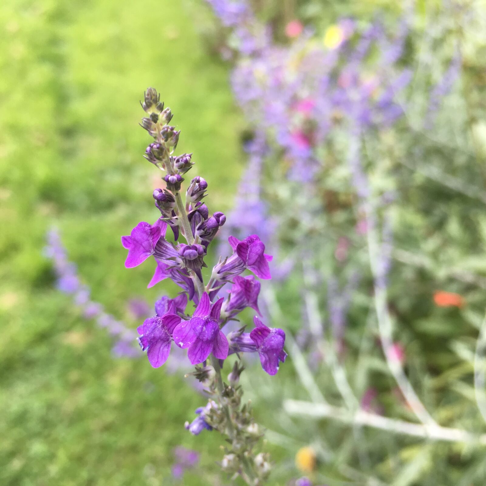 Apple iPad Pro sample photo. Flowers, purple, garden photography